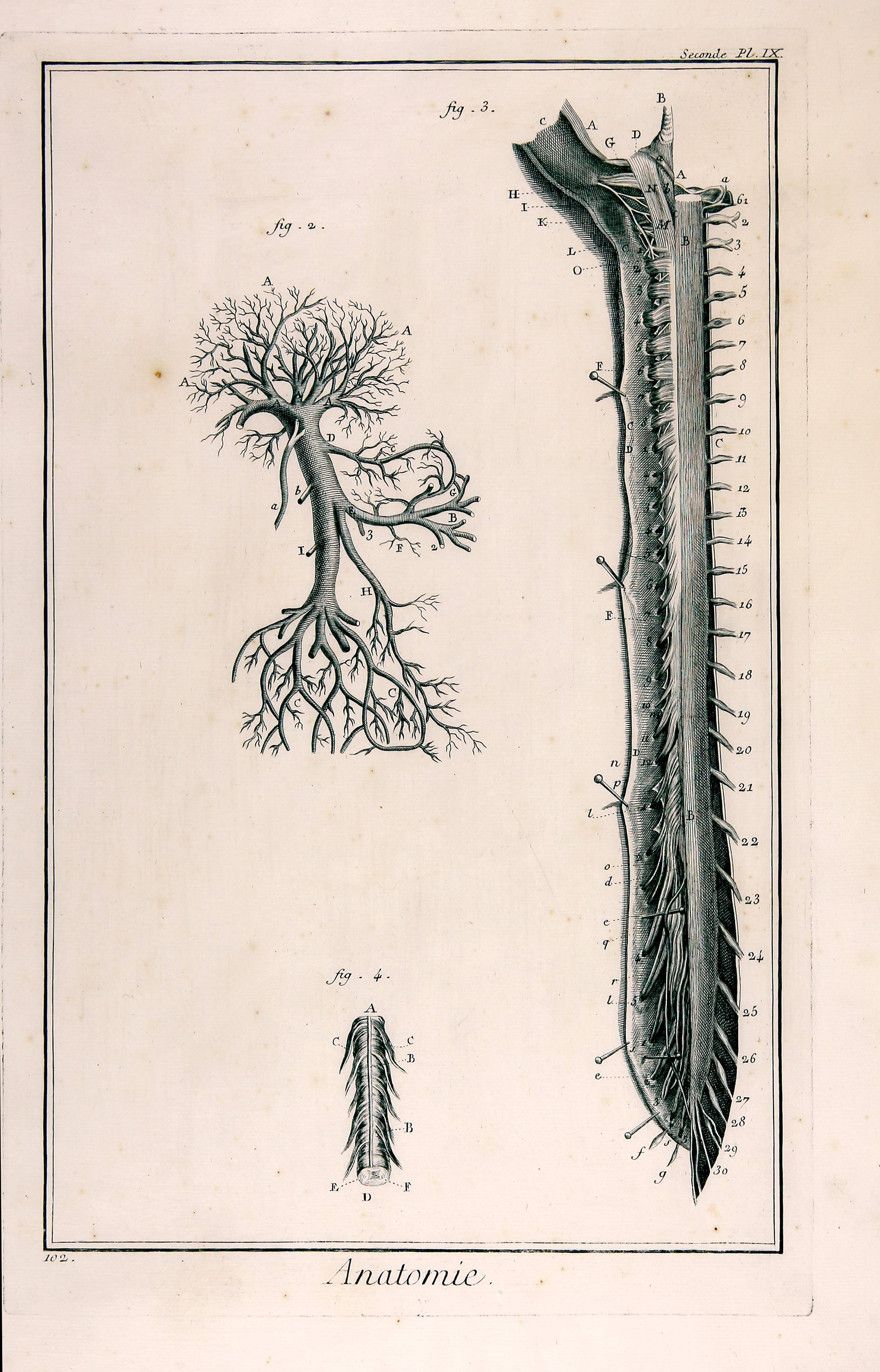 Anatomie, Seconde Planche IX 					Die Pfortader, von der Leber getrennt; das Rückenmark (Wilhelm-Fabry-Museum CC BY-NC-SA)