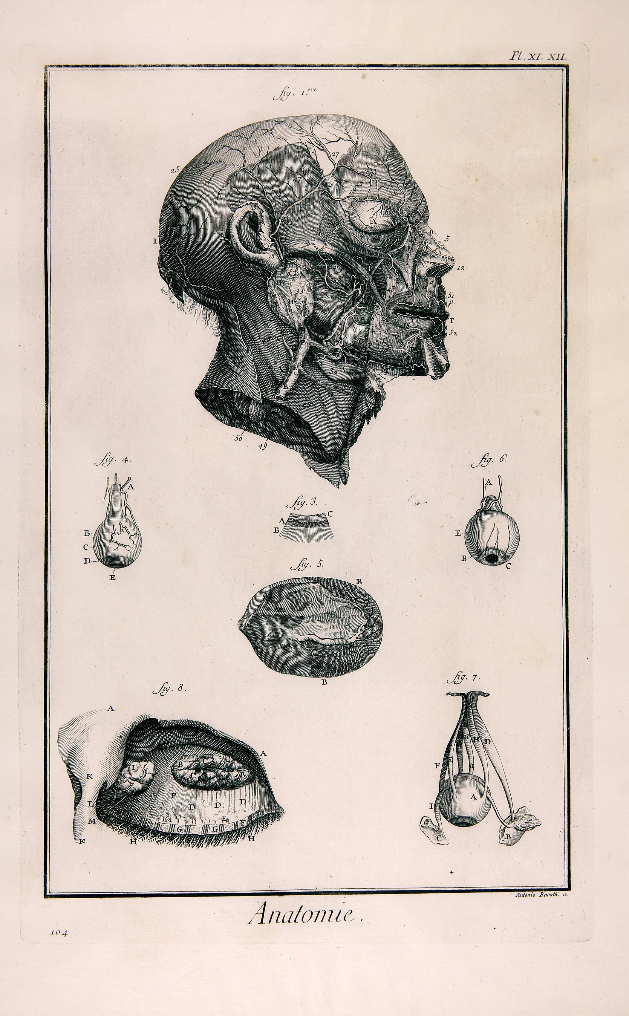 Anatomie, Pl. XI.XII (Wilhelm-Fabry-Museum CC BY-NC-SA)