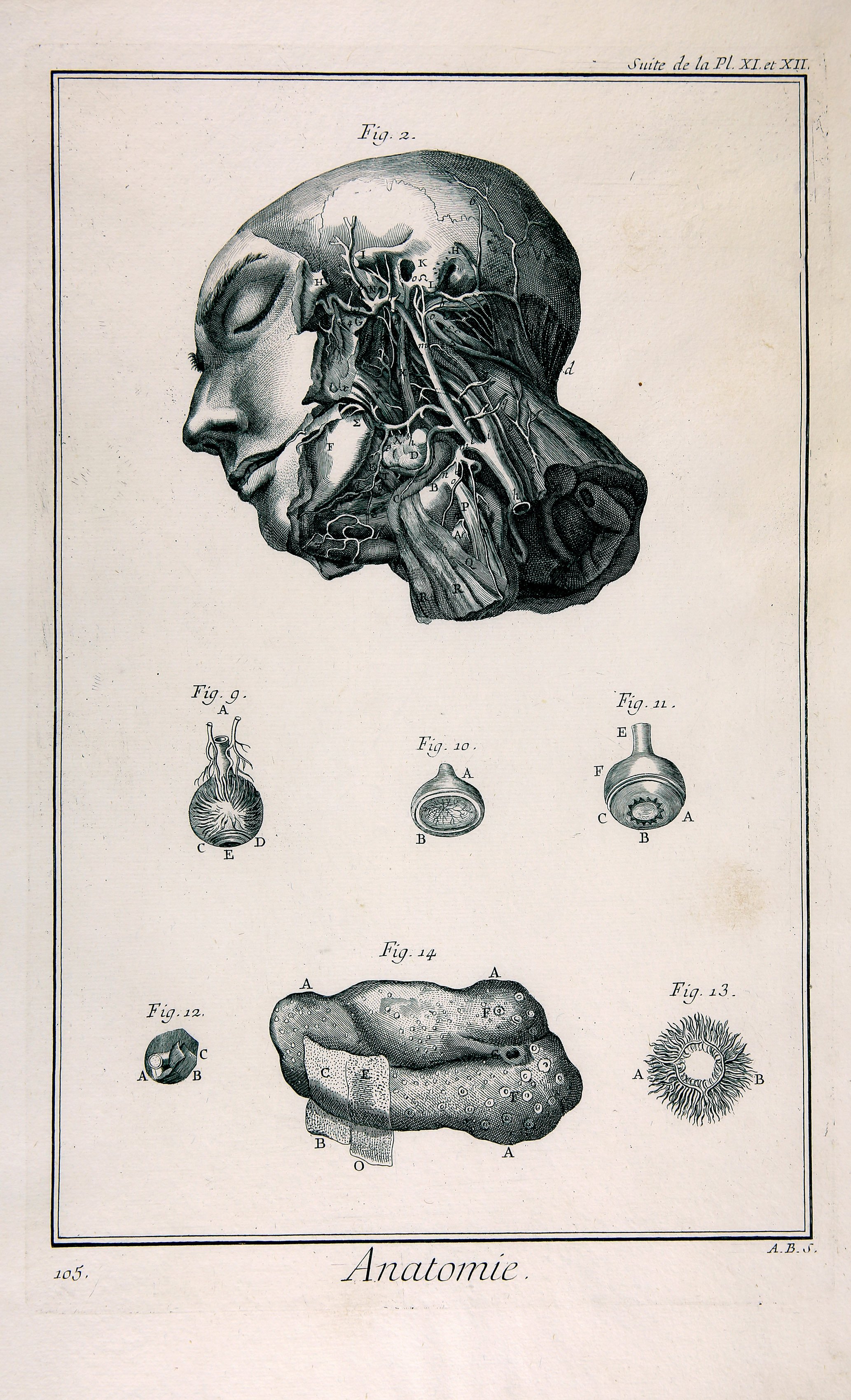 Anatomie, Pl. XI.XII, „Arteres de la face & c“ (Wilhelm-Fabry-Museum CC BY-NC-SA)