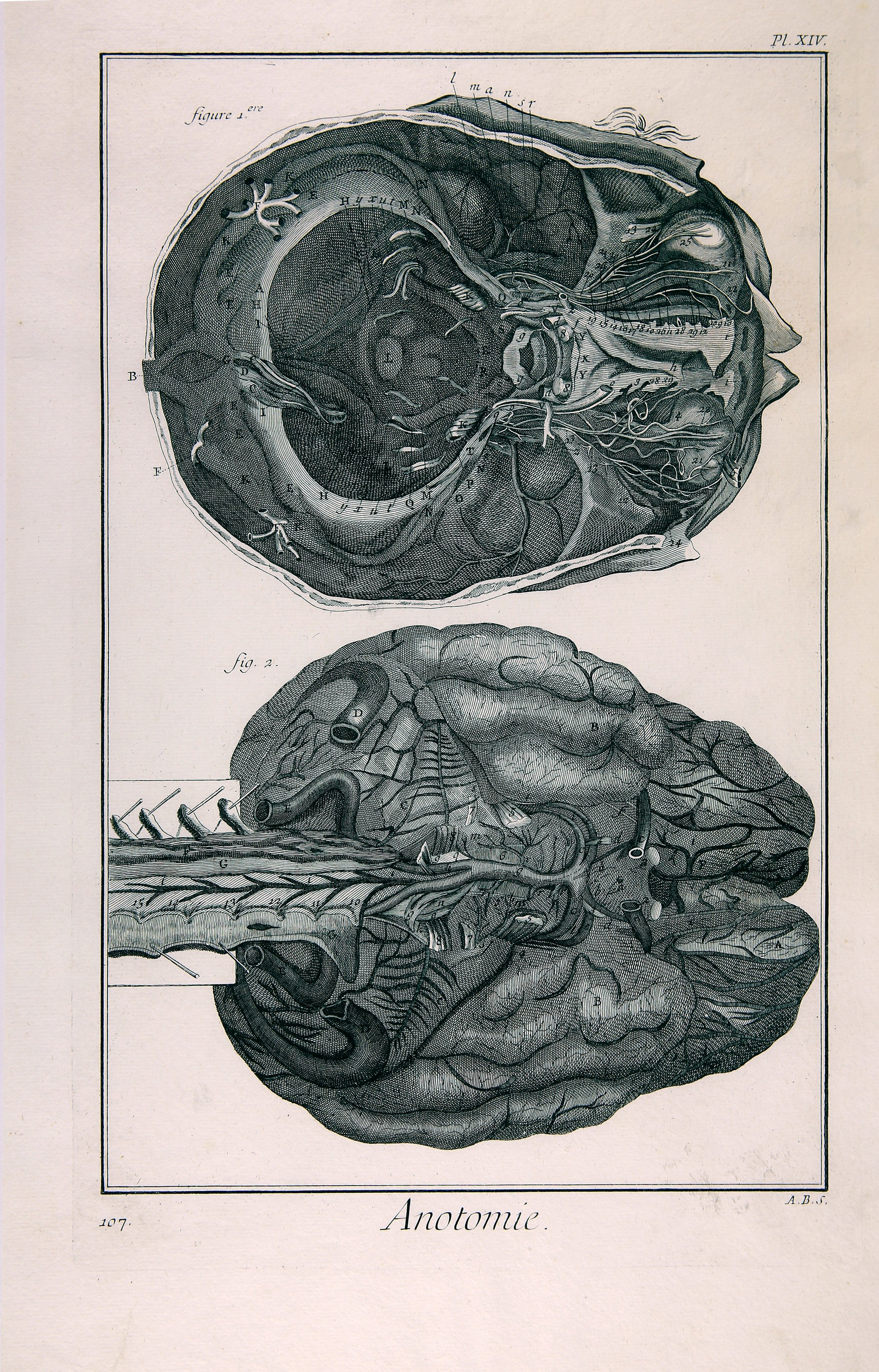 Anatomie, Pl. XIV										; (Wilhelm-Fabry-Museum CC BY-NC-SA)