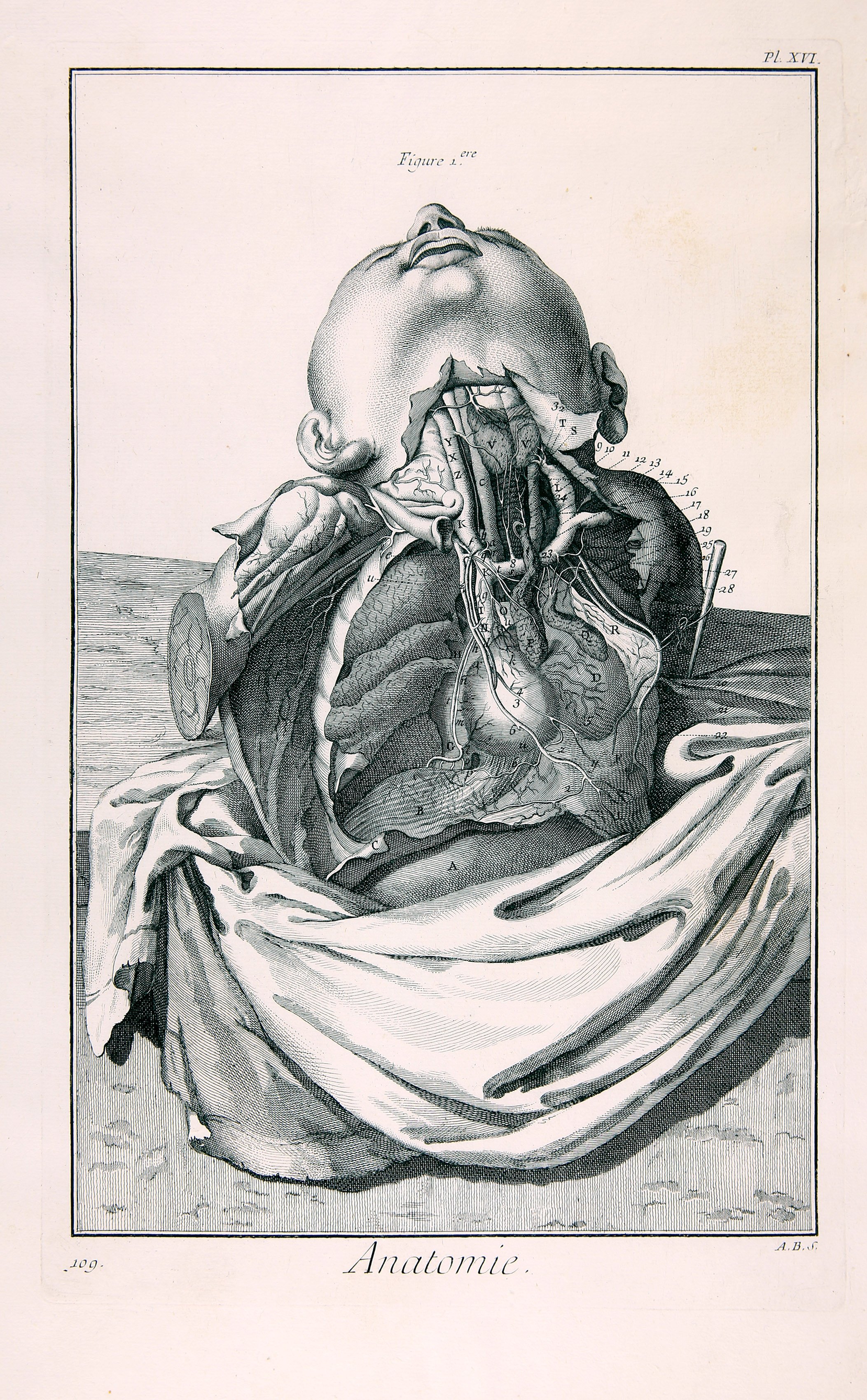 Anatomie, Pl. XVI (Wilhelm-Fabry-Museum CC BY-NC-SA)