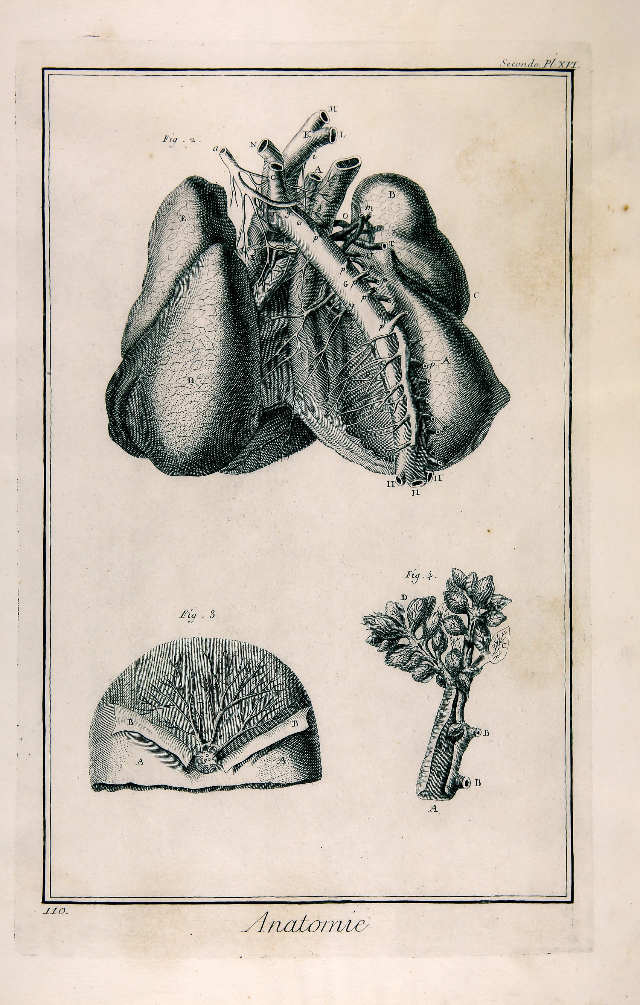 Anatomie, Seconde Pl. XVI (Wilhelm-Fabry-Museum CC BY-NC-SA)
