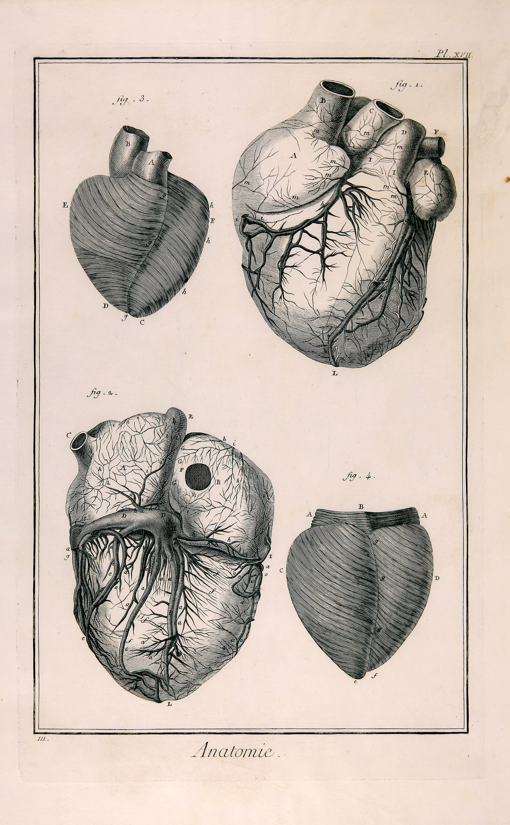 Anatomie, Pl. XVII (Wilhelm-Fabry-Museum CC BY-NC-SA)