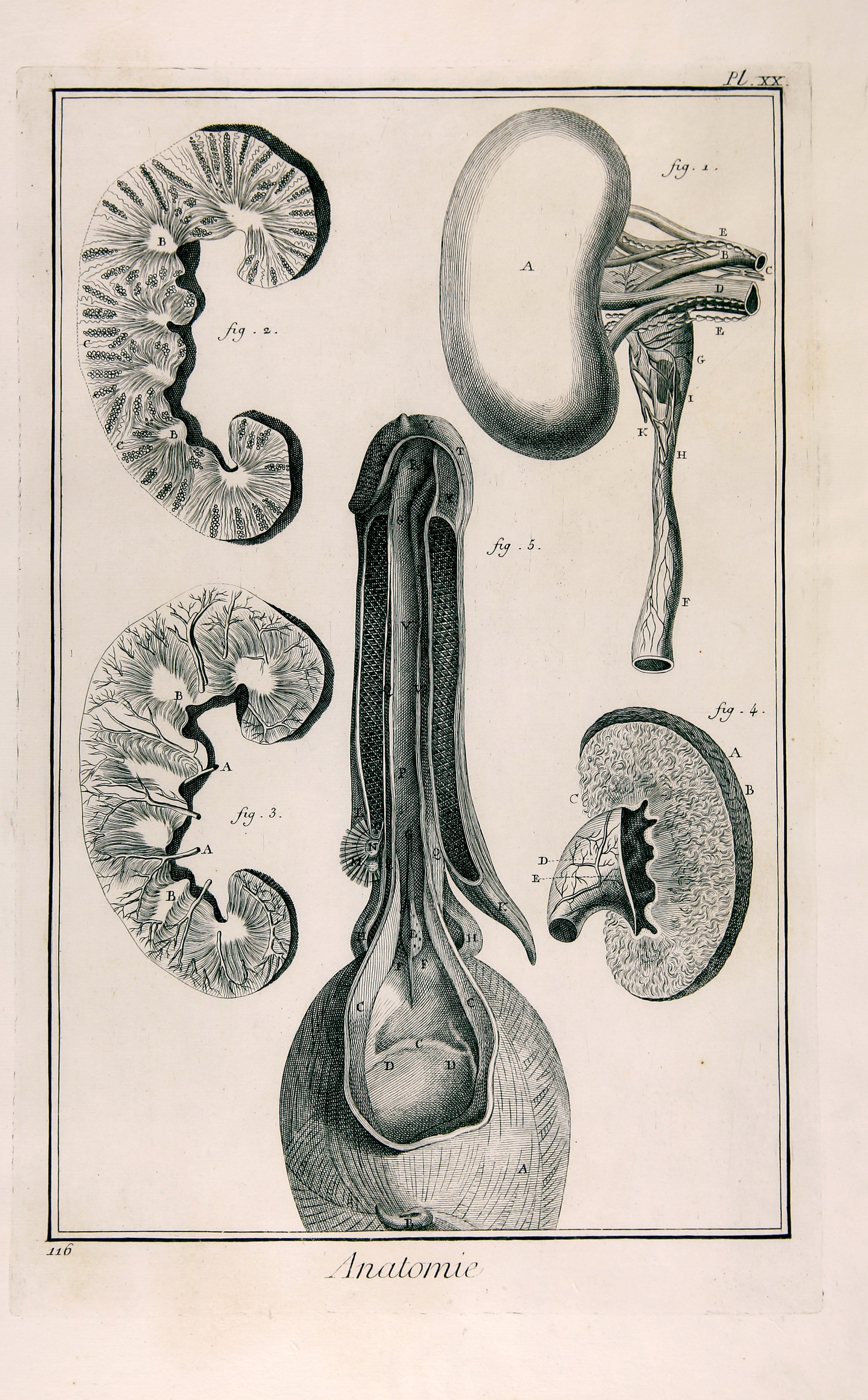 Anatomie, Pl. XX (Wilhelm-Fabry-Museum CC BY-NC-SA)