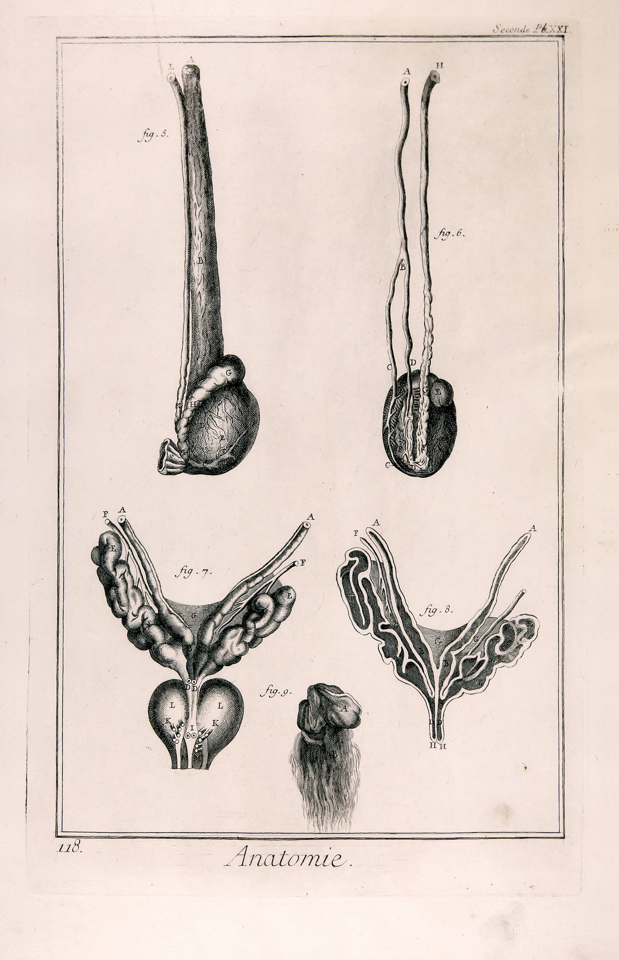 Anatomie, Seconde Pl. XXI (Wilhelm-Fabry-Museum CC BY-NC-SA)