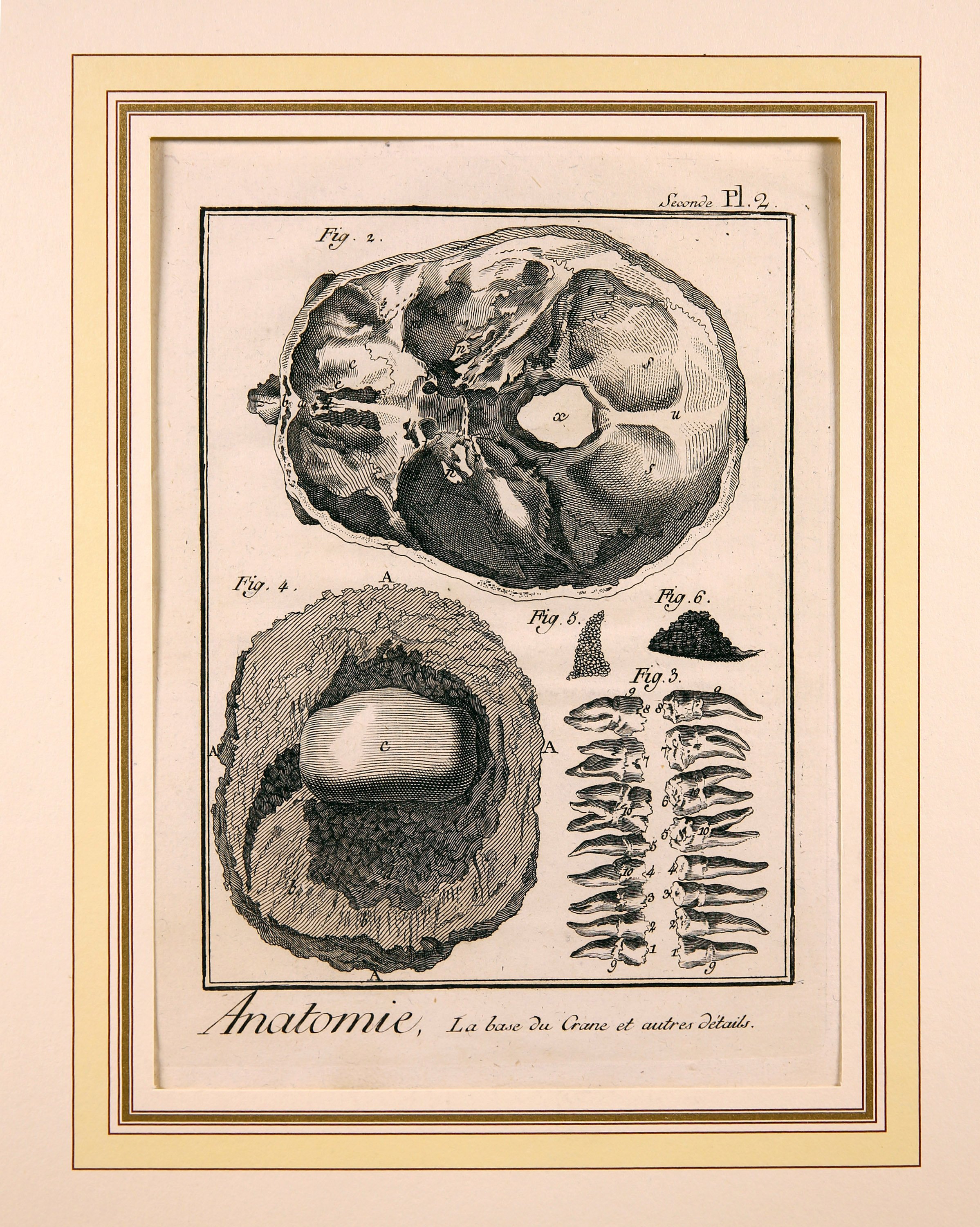 Anatomie, Seconde Pl. 2 (Wilhelm-Fabry-Museum CC BY-NC-SA)