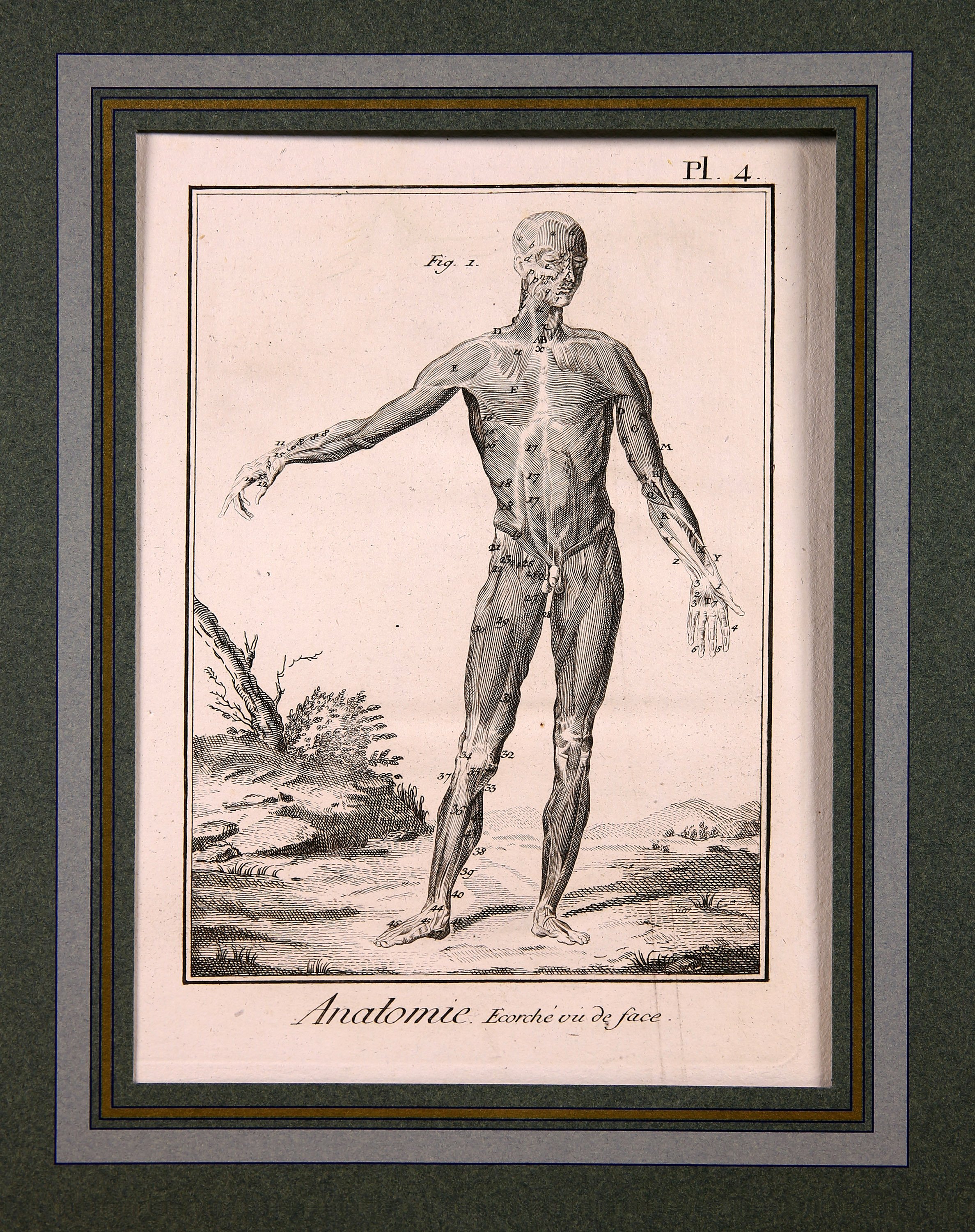 Anatomie, Pl. 4 (Wilhelm-Fabry-Museum CC BY-NC-SA)