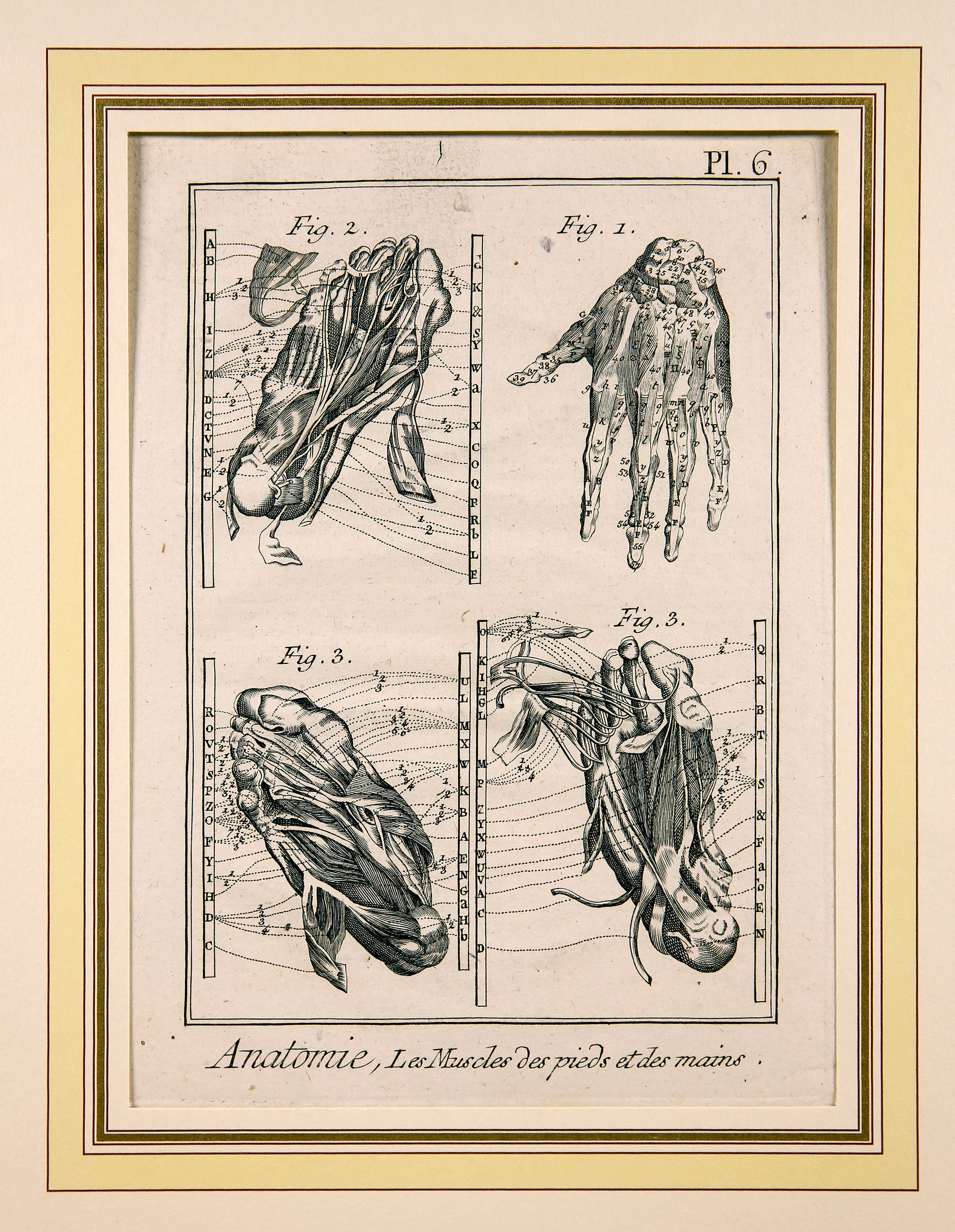 Anatomie, Pl. 6 (Wilhelm-Fabry-Museum CC BY-NC-SA)