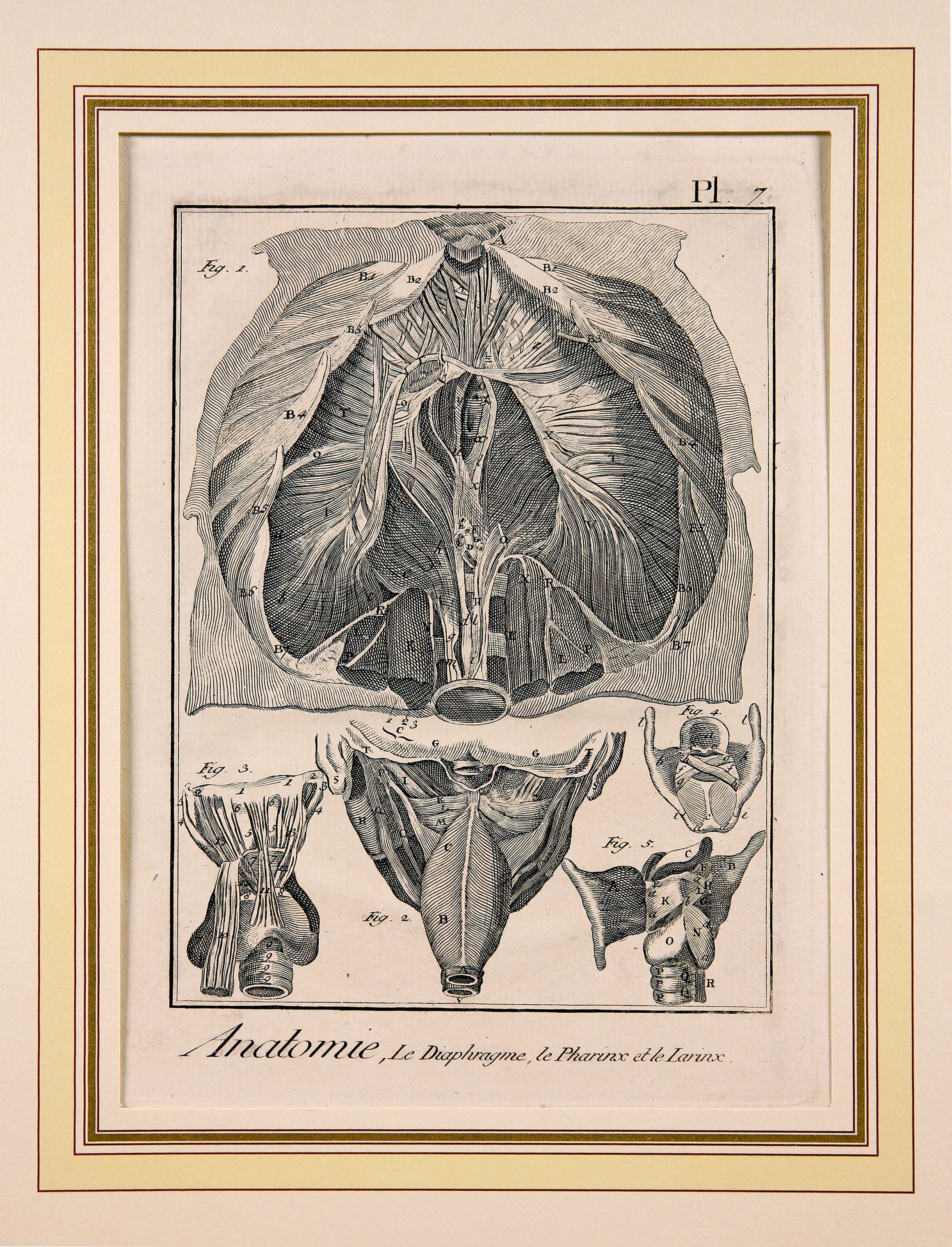 Anatomie, Pl. 7 (Wilhelm-Fabry-Museum CC BY-NC-SA)