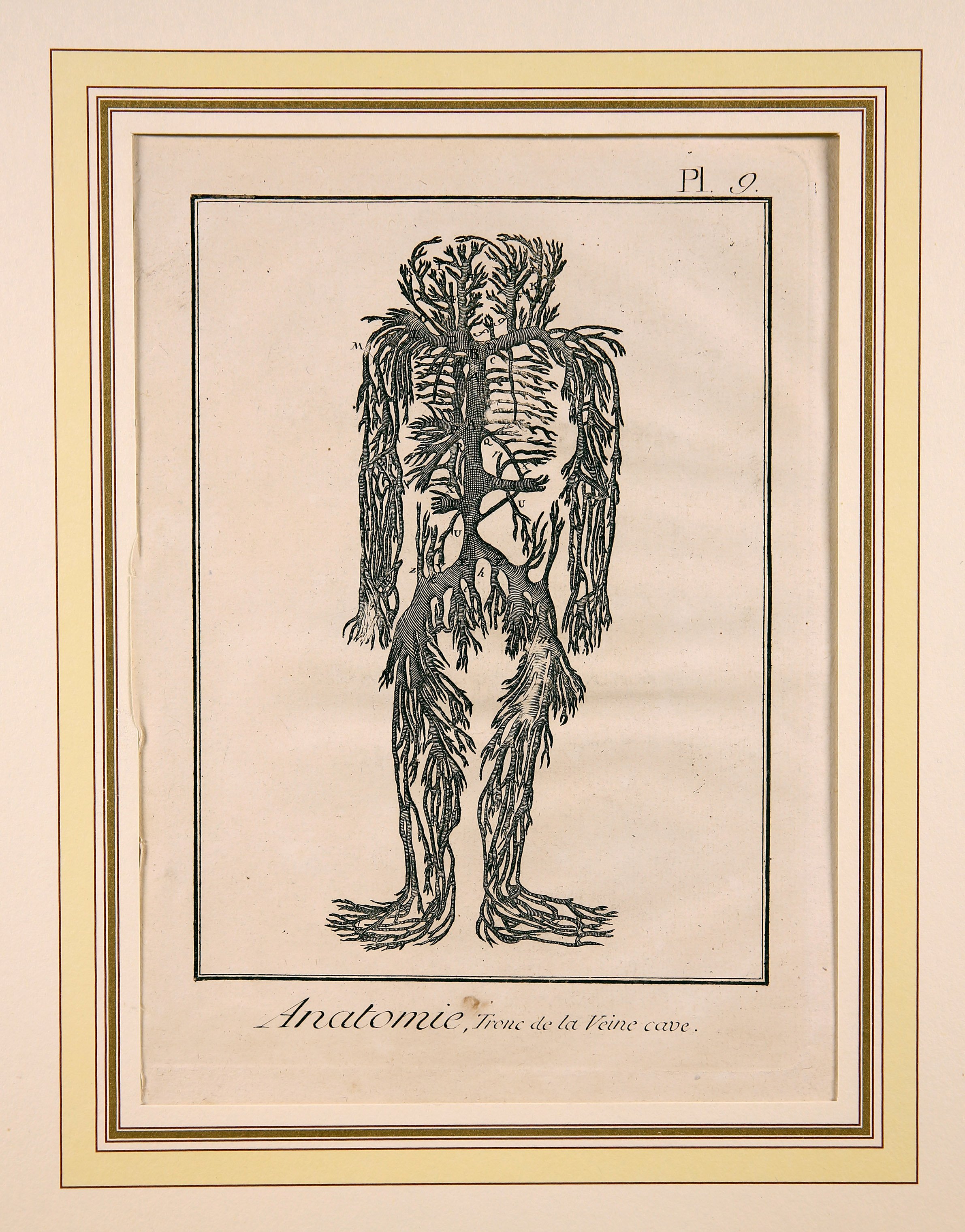 Anatomie, Pl. 9 (Wilhelm-Fabry-Museum CC BY-NC-SA)
