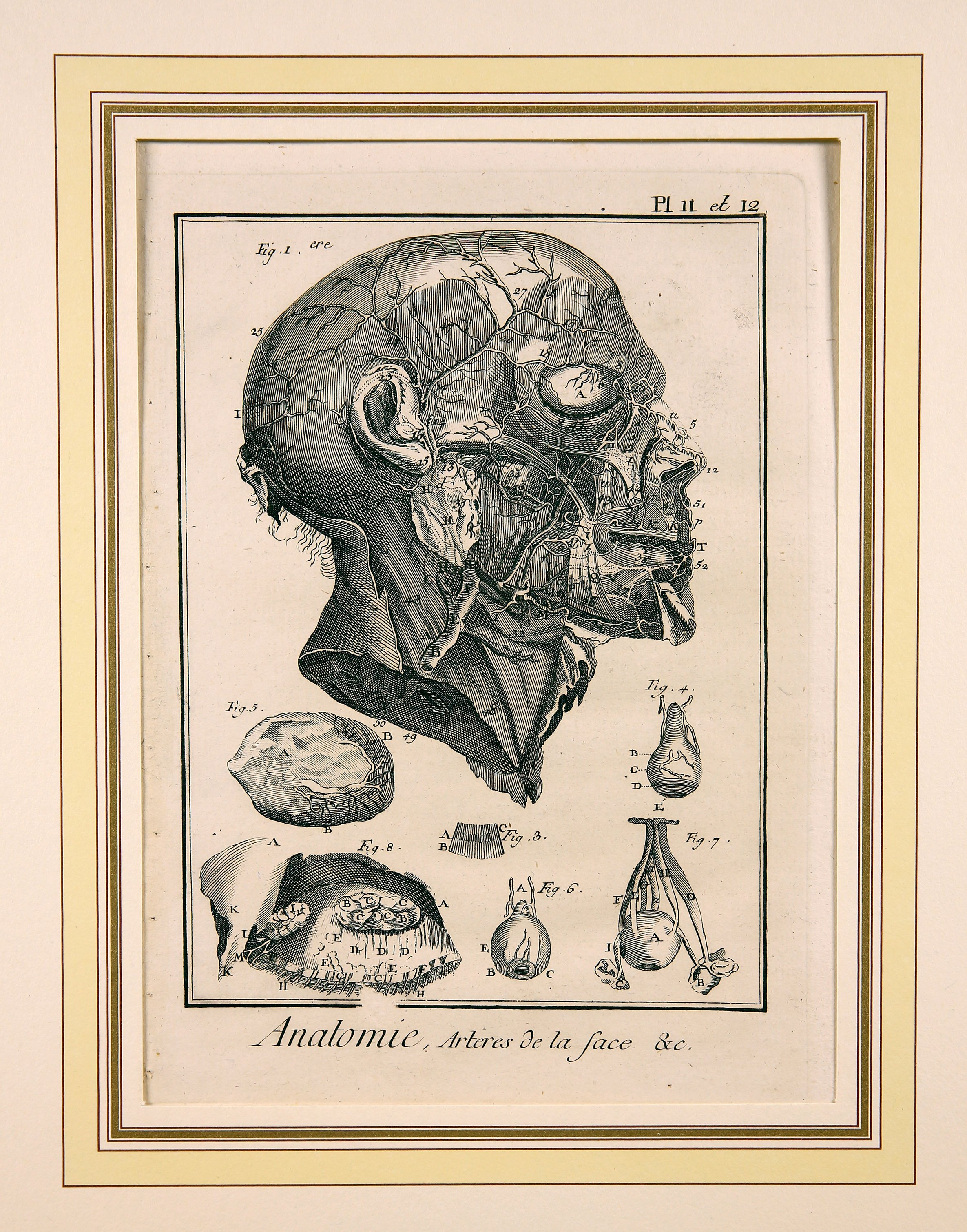 Anatomie, Pl. 11 et 12 (Wilhelm-Fabry-Museum CC BY-NC-SA)