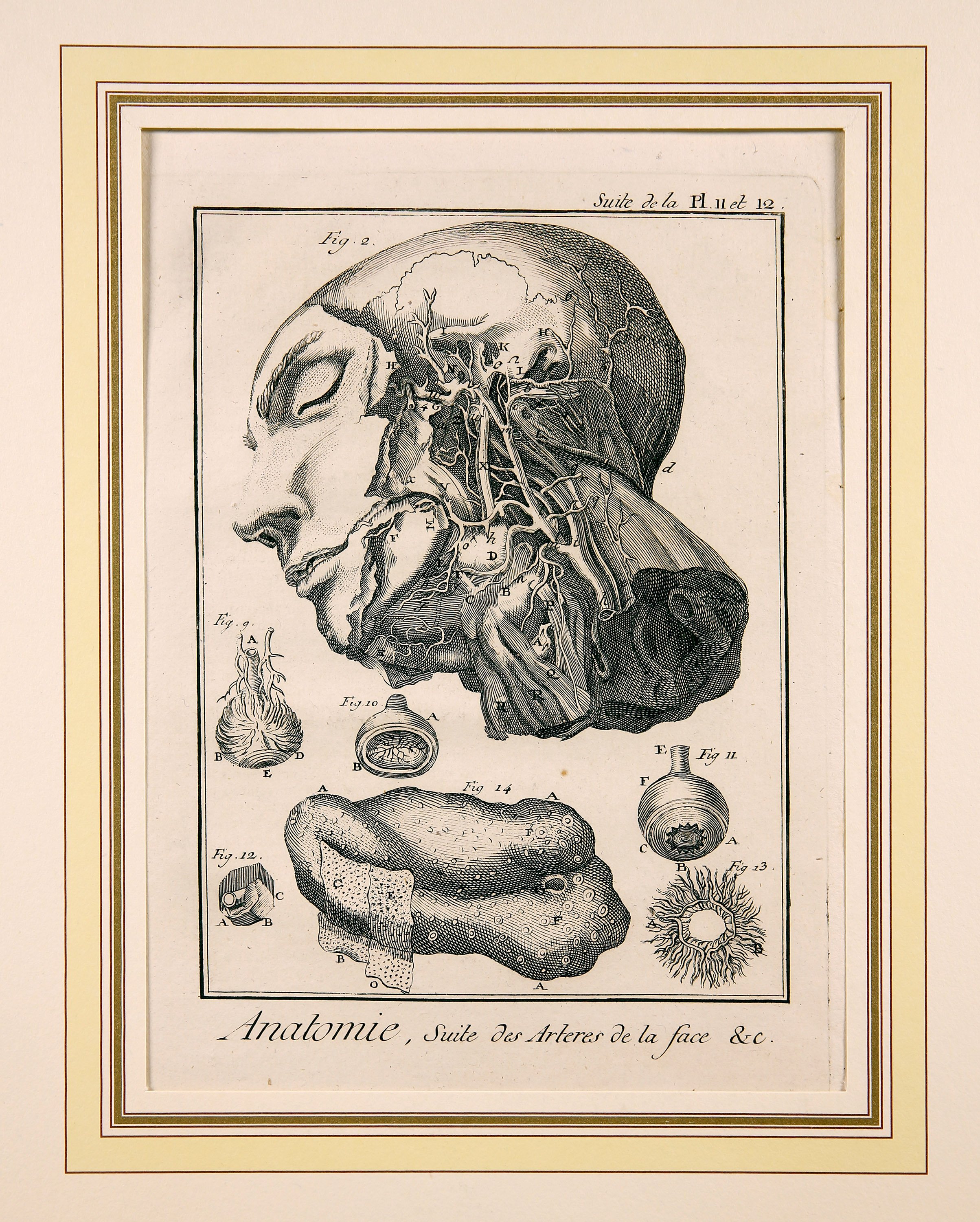 Anatomie, Suite de la Pl. 11 et 12 (Wilhelm-Fabry-Museum CC BY-NC-SA)