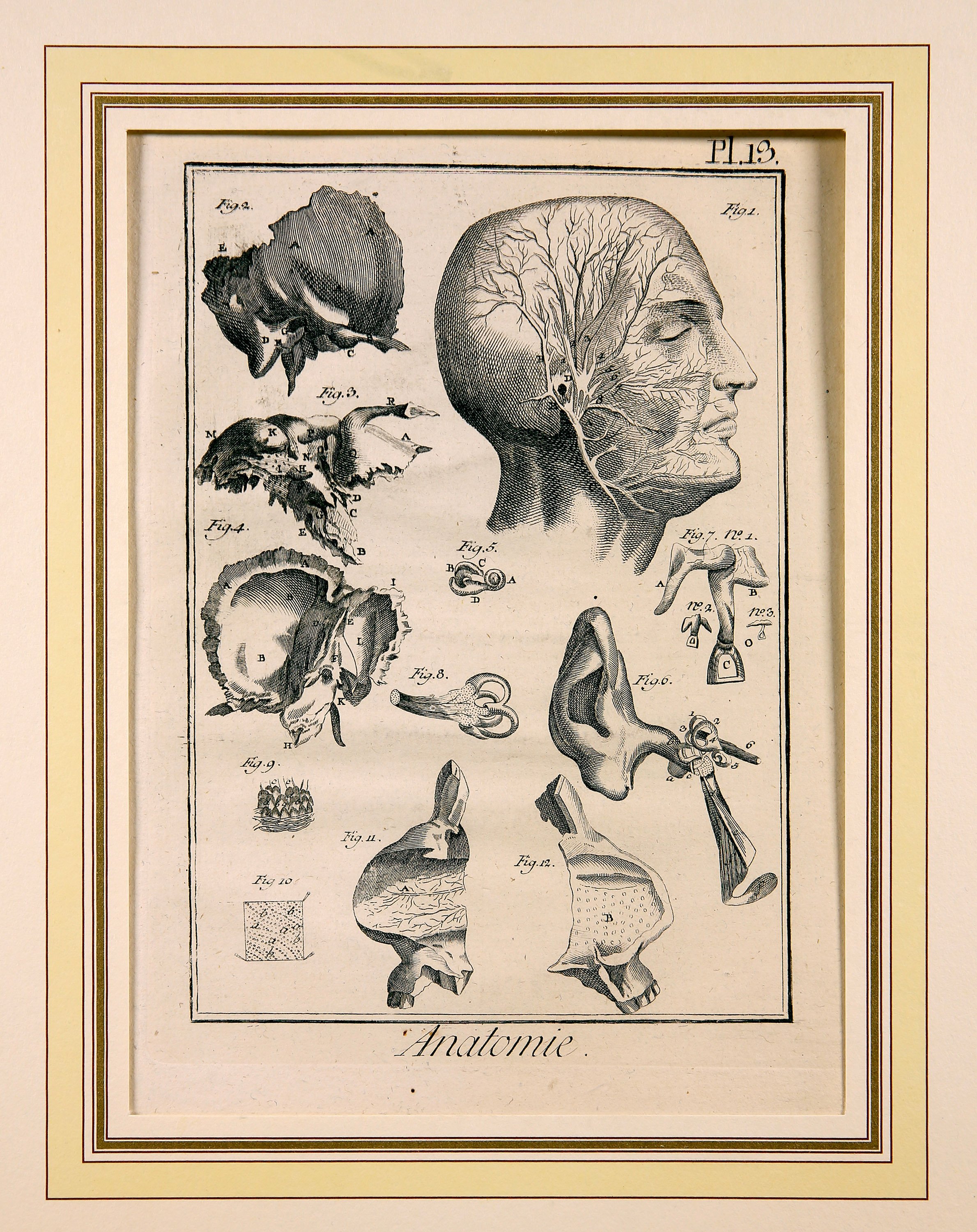 Anatomie, Pl. 13 (Wilhelm-Fabry-Museum CC BY-NC-SA)