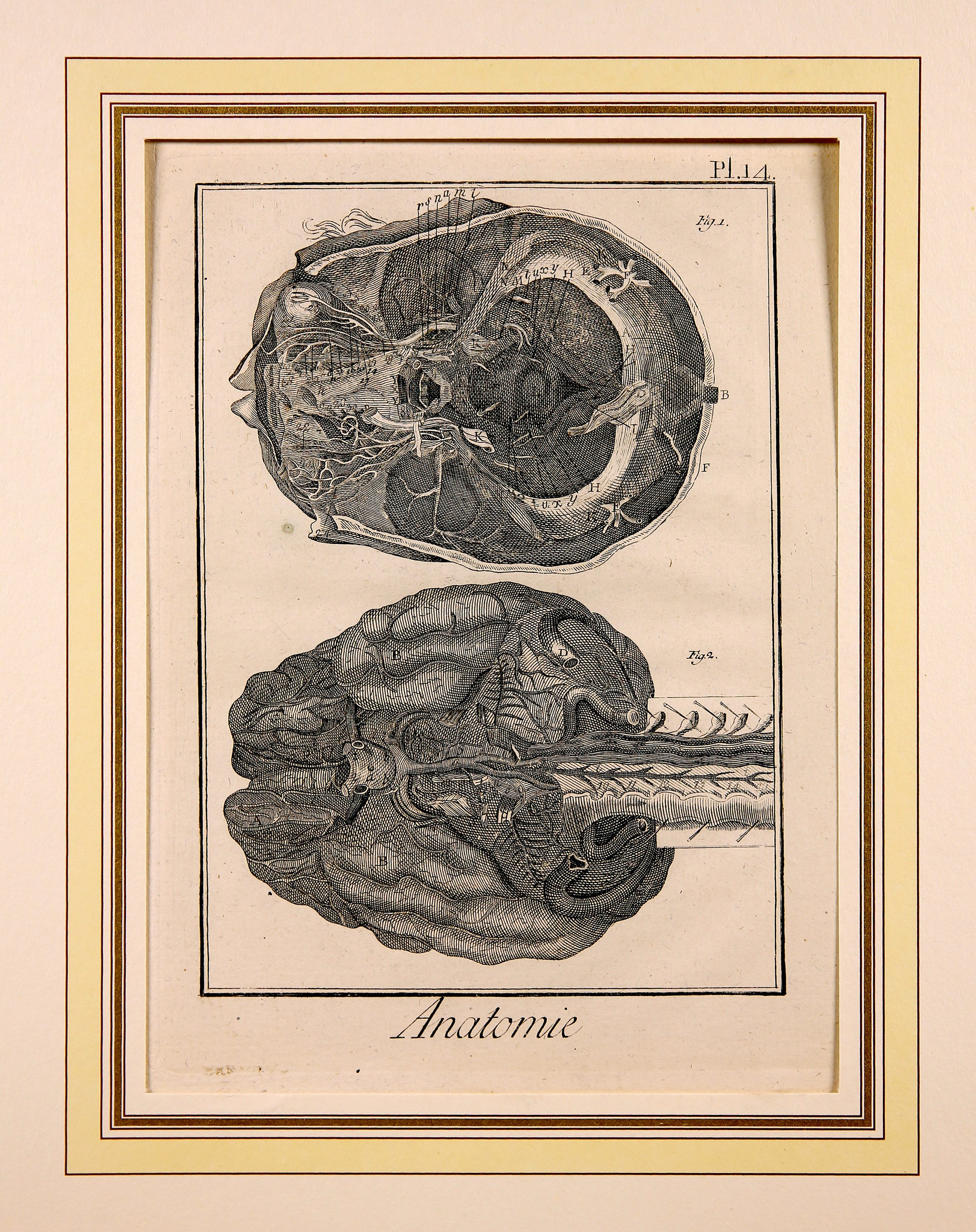 Anatomie, Pl.14 (Wilhelm-Fabry-Museum CC BY-NC-SA)
