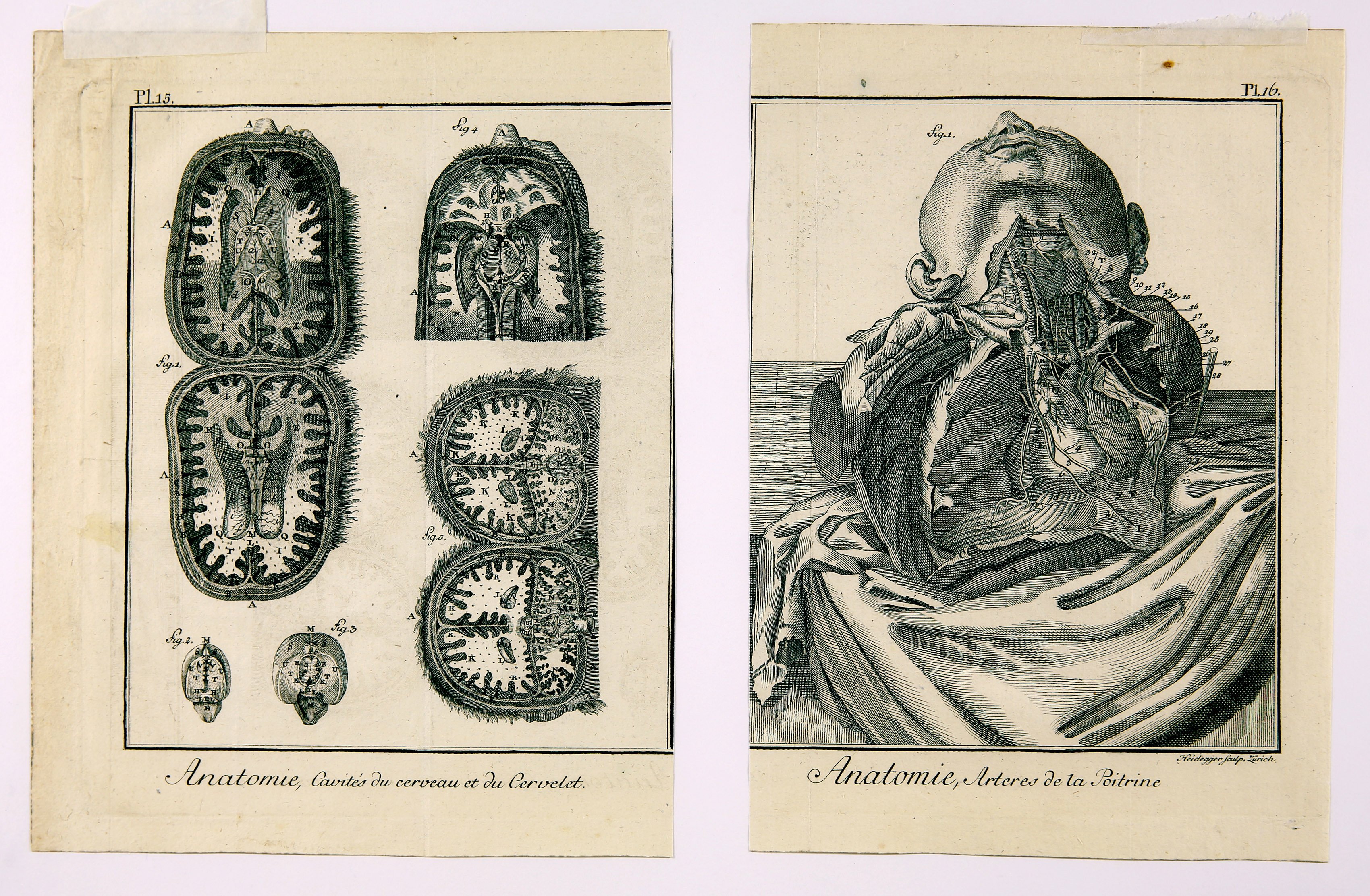 Anatomie, Pl. 15 & 16 (Wilhelm-Fabry-Museum CC BY-NC-SA)