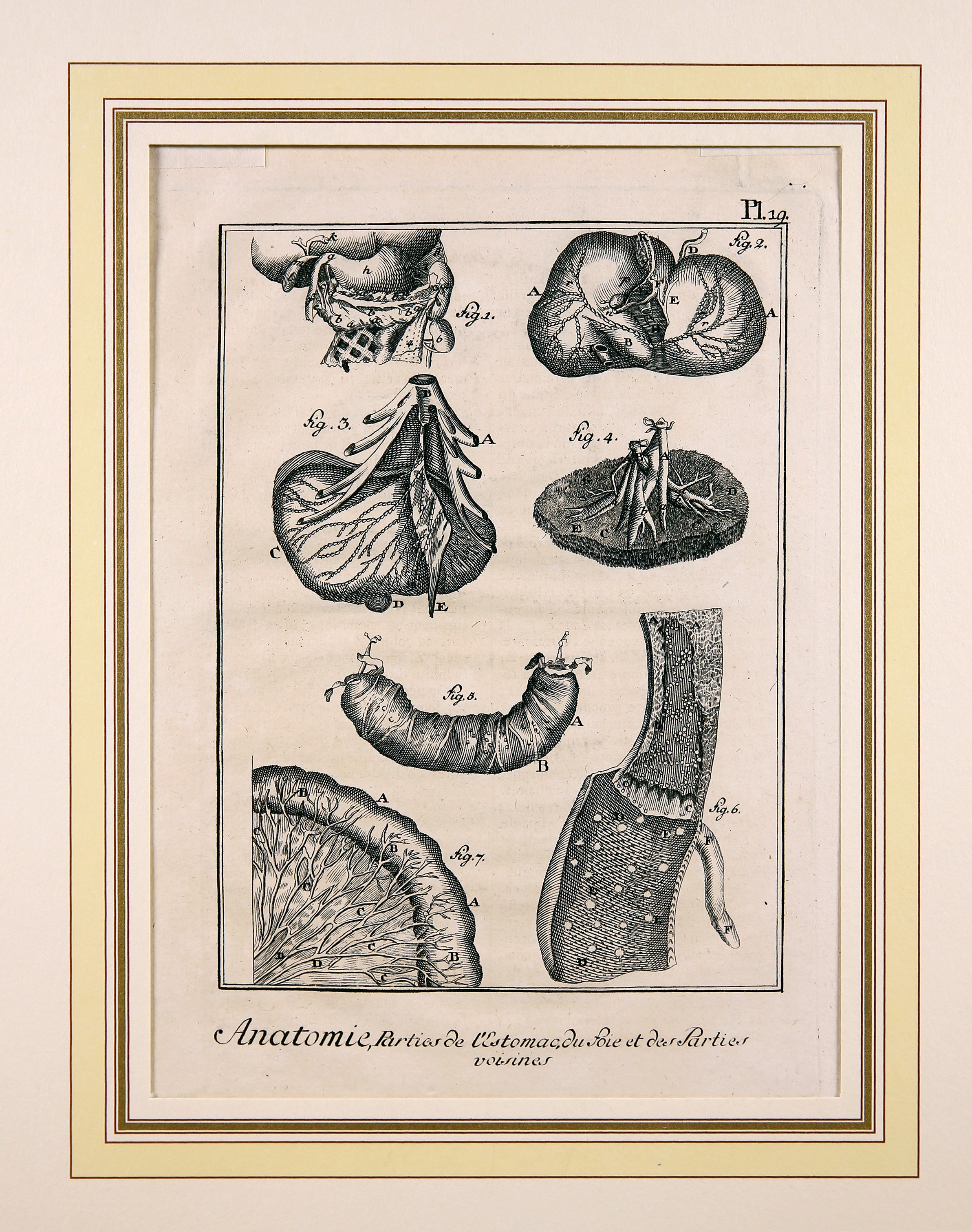 Anatomie, Pl. 19 (Wilhelm-Fabry-Museum CC BY-NC-SA)