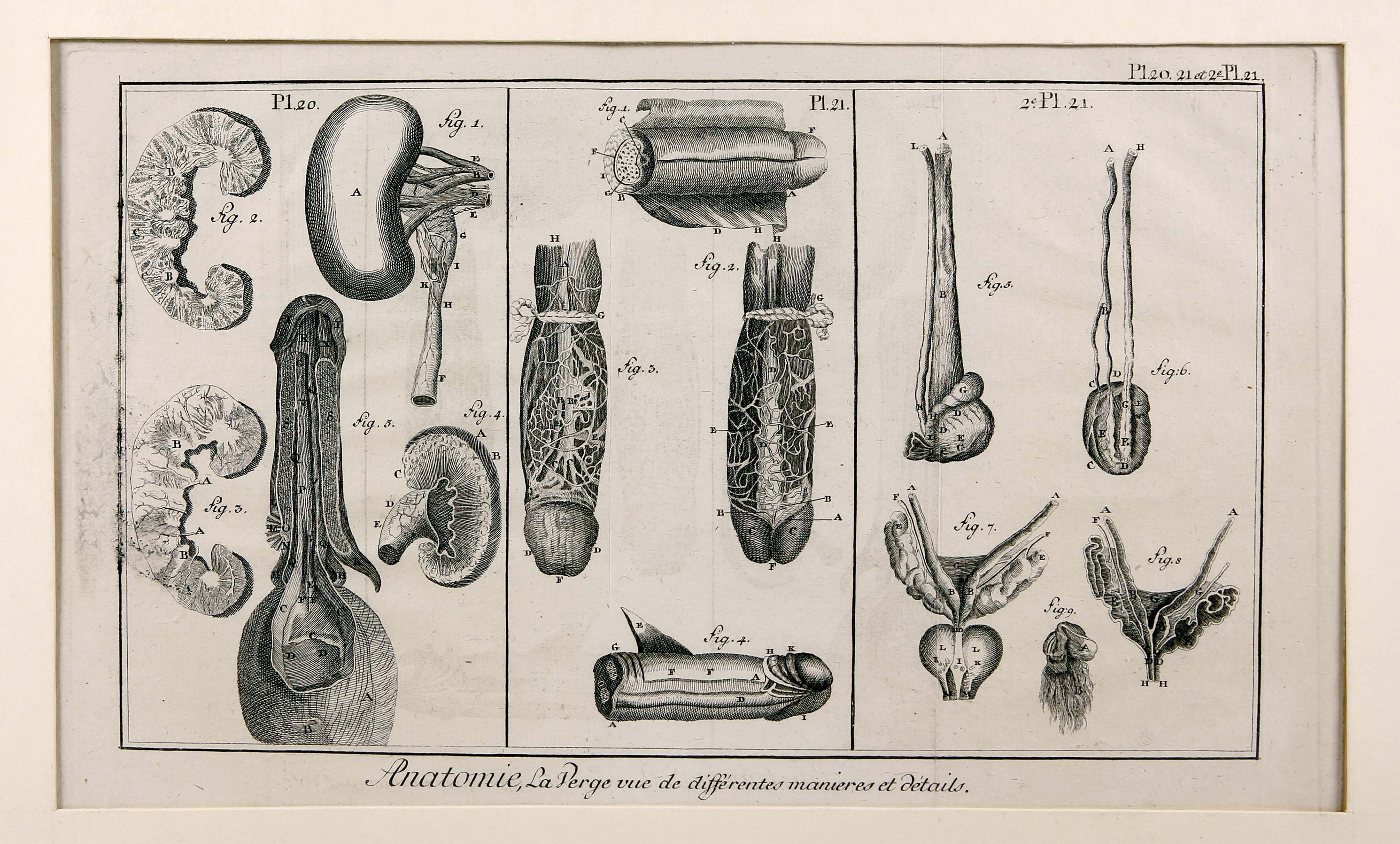 Anatomie, Pl. 20, Pl. 21, deuxieme Pl. 21 (Wilhelm-Fabry-Museum CC BY-NC-SA)