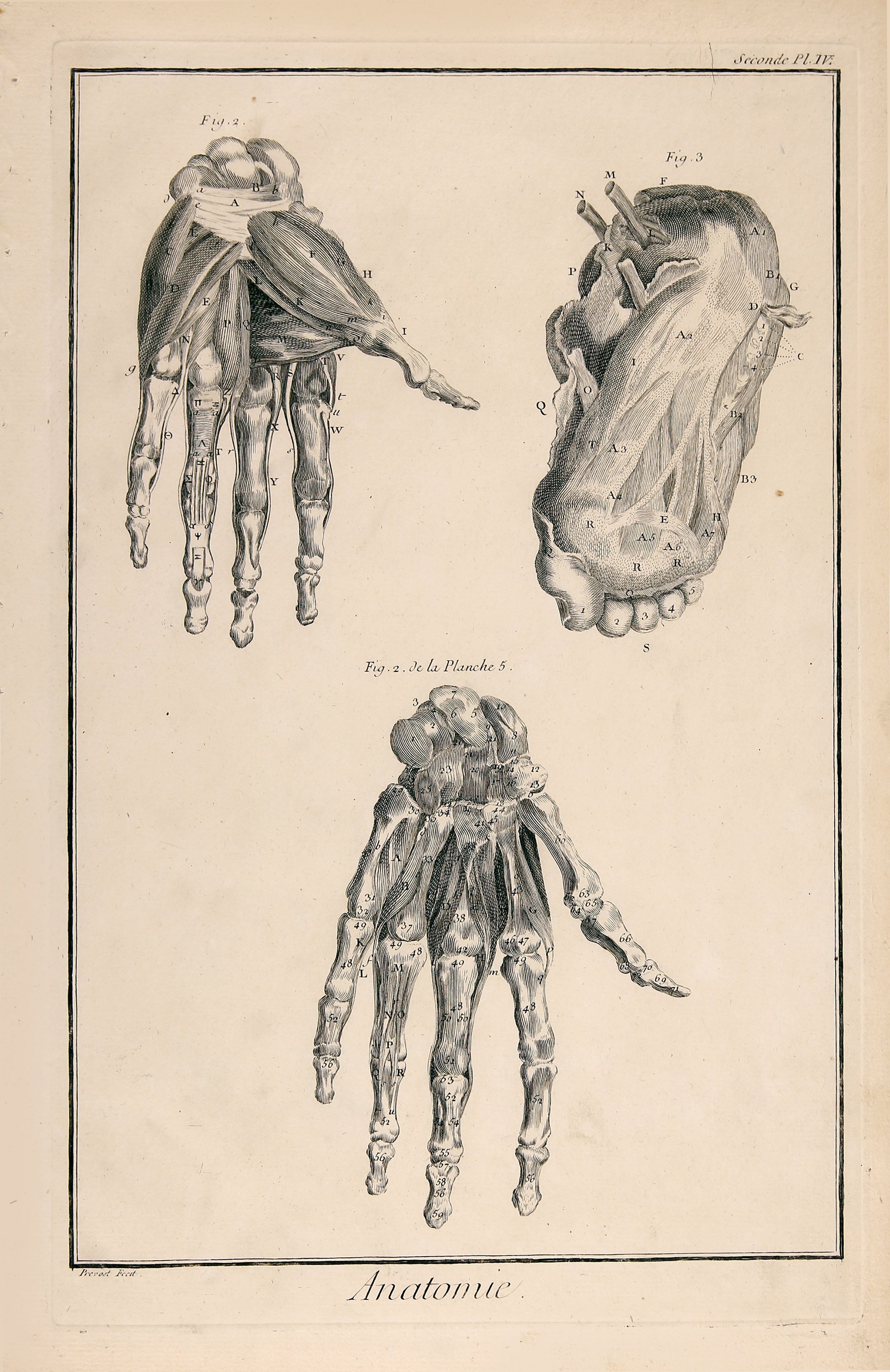 Anatomie, Pl. 5 (Wilhelm-Fabry-Museum CC BY-NC-SA)