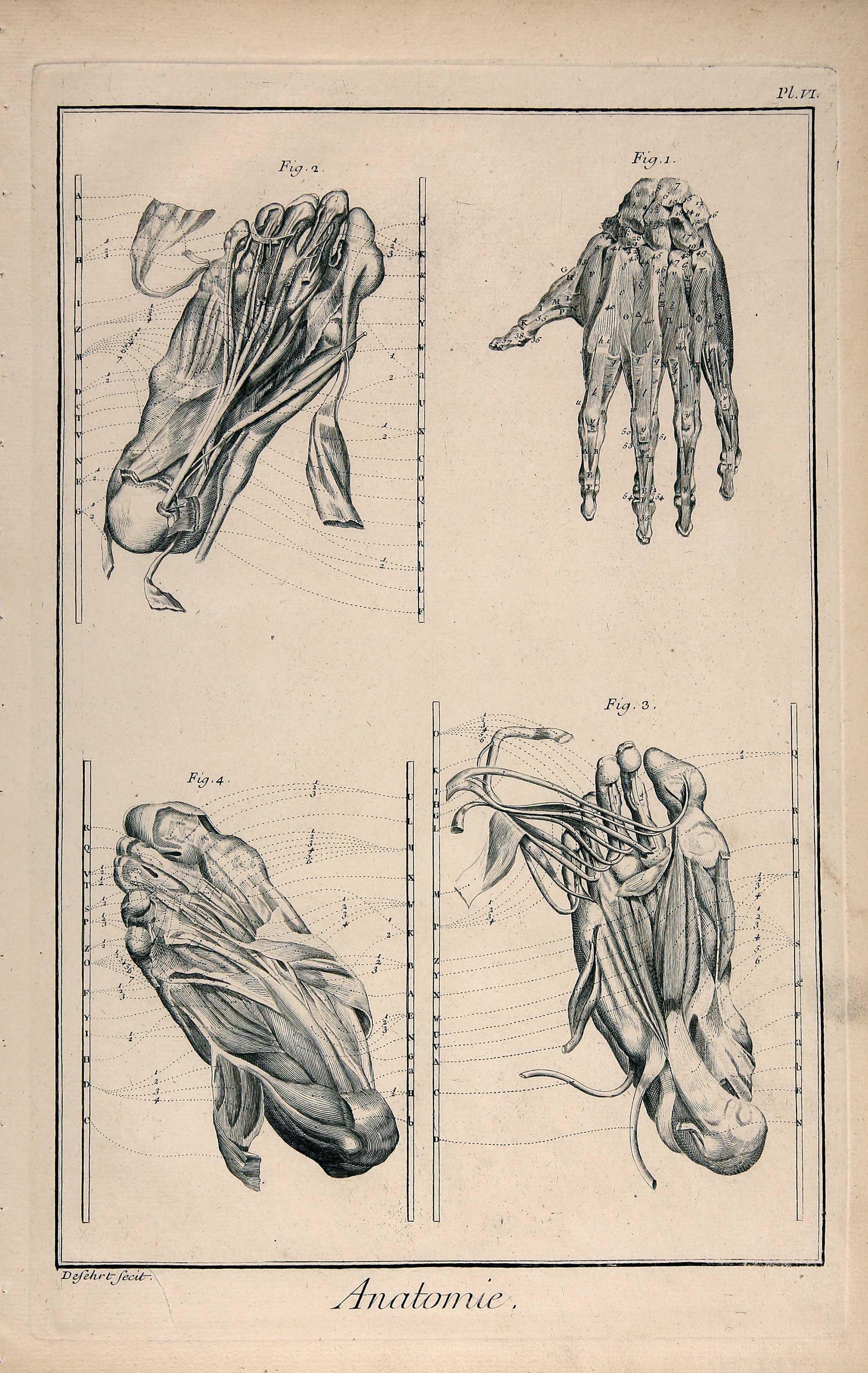 Anatomie, Seconde Pl. IV (Wilhelm-Fabry-Museum CC BY-NC-SA)