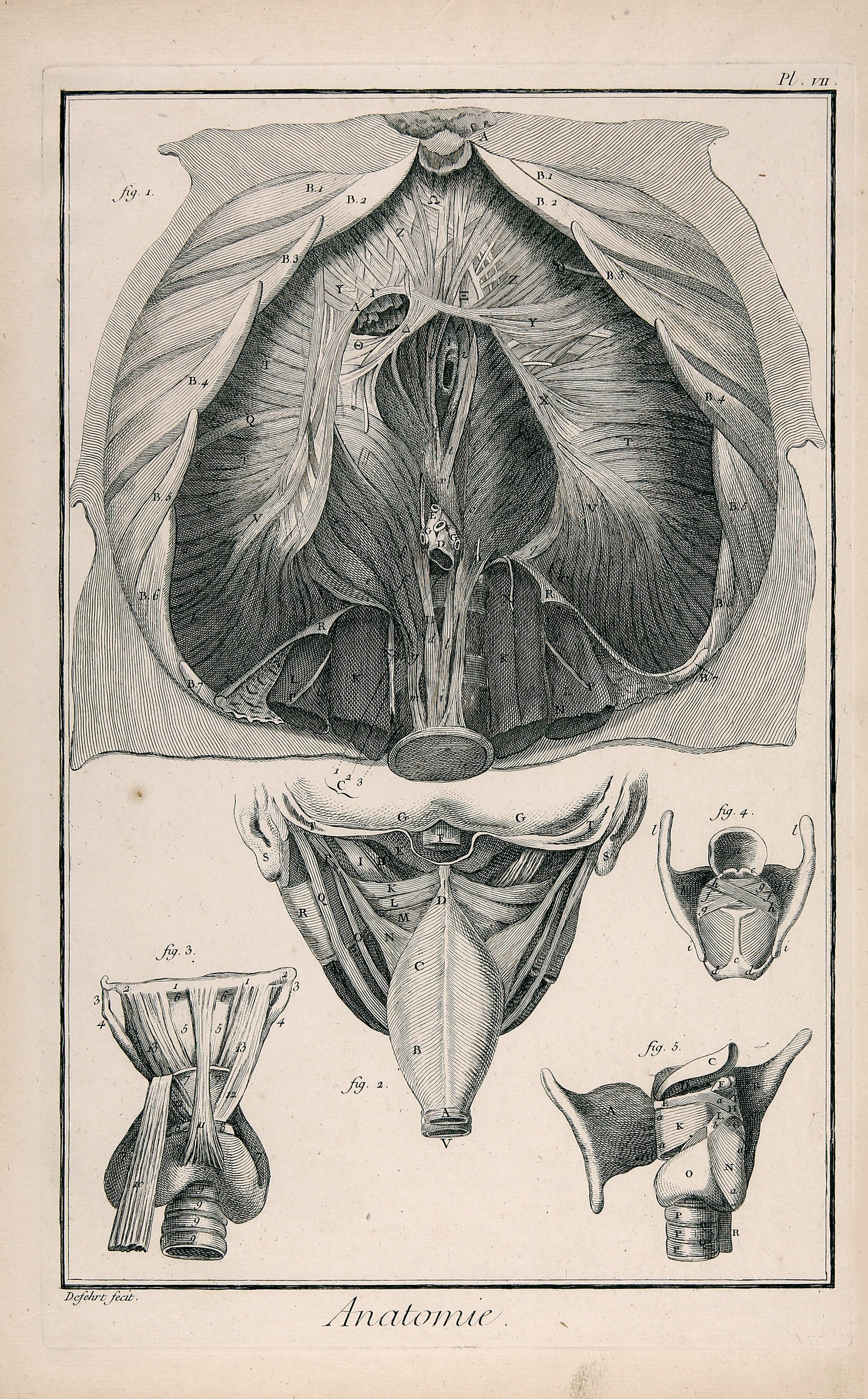 Anatomie, Pl. VlI (Wilhelm-Fabry-Museum CC BY-NC-SA)