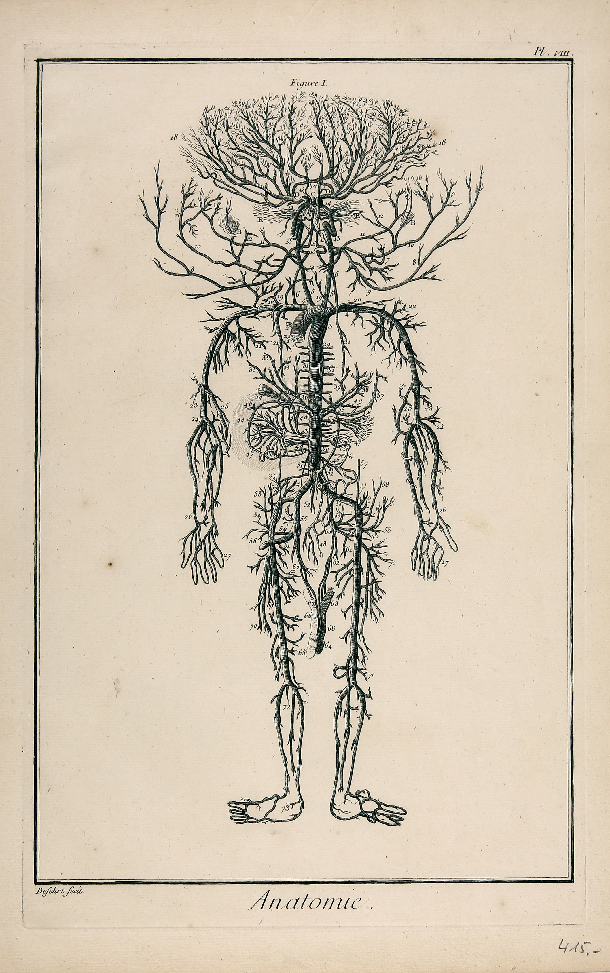 Anatomie, Pl. VlII (Wilhelm-Fabry-Museum CC BY-NC-SA)