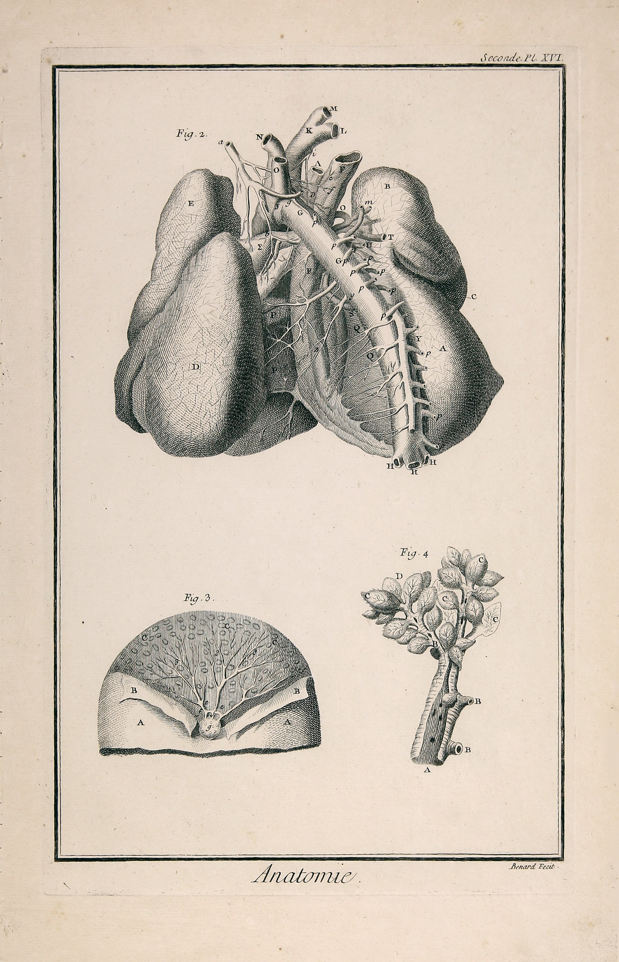 Anatomie, Seconde Pl. XVI (Wilhelm-Fabry-Museum CC BY-NC-SA)