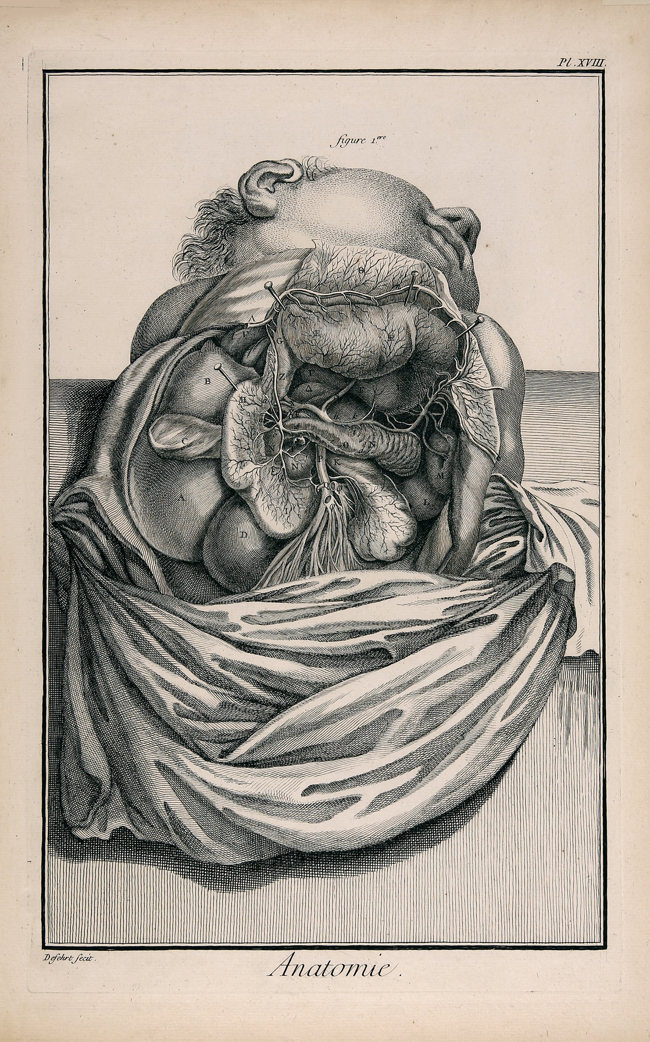 Anatomie, Pl. XVIII/B (Wilhelm-Fabry-Museum CC BY-NC-SA)