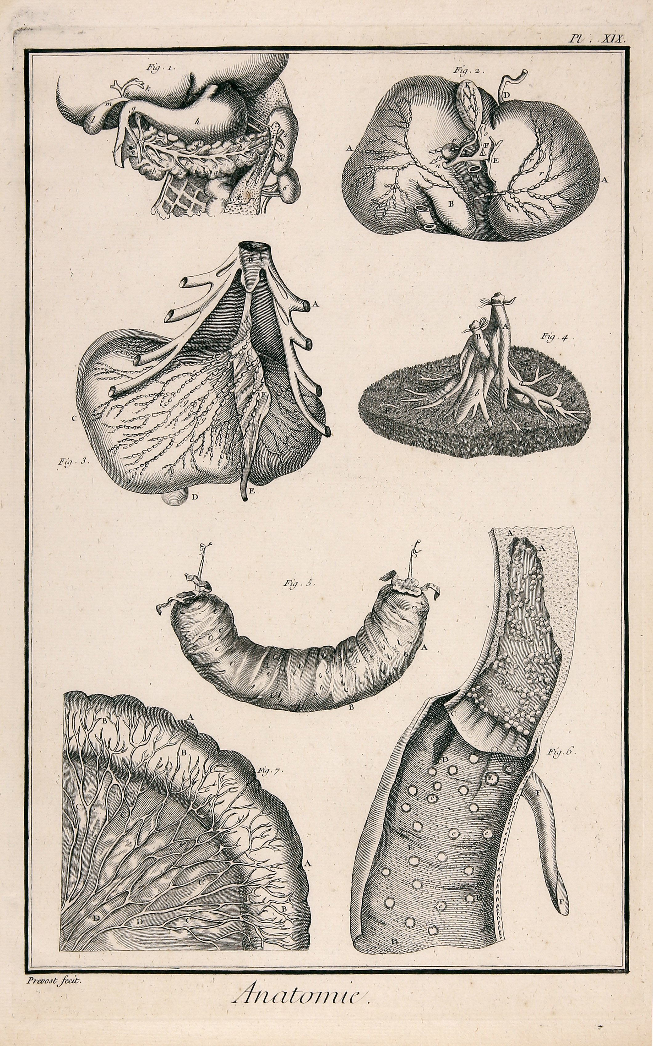 Anatomie, Pl. XlX/B (Wilhelm-Fabry-Museum CC BY-NC-SA)
