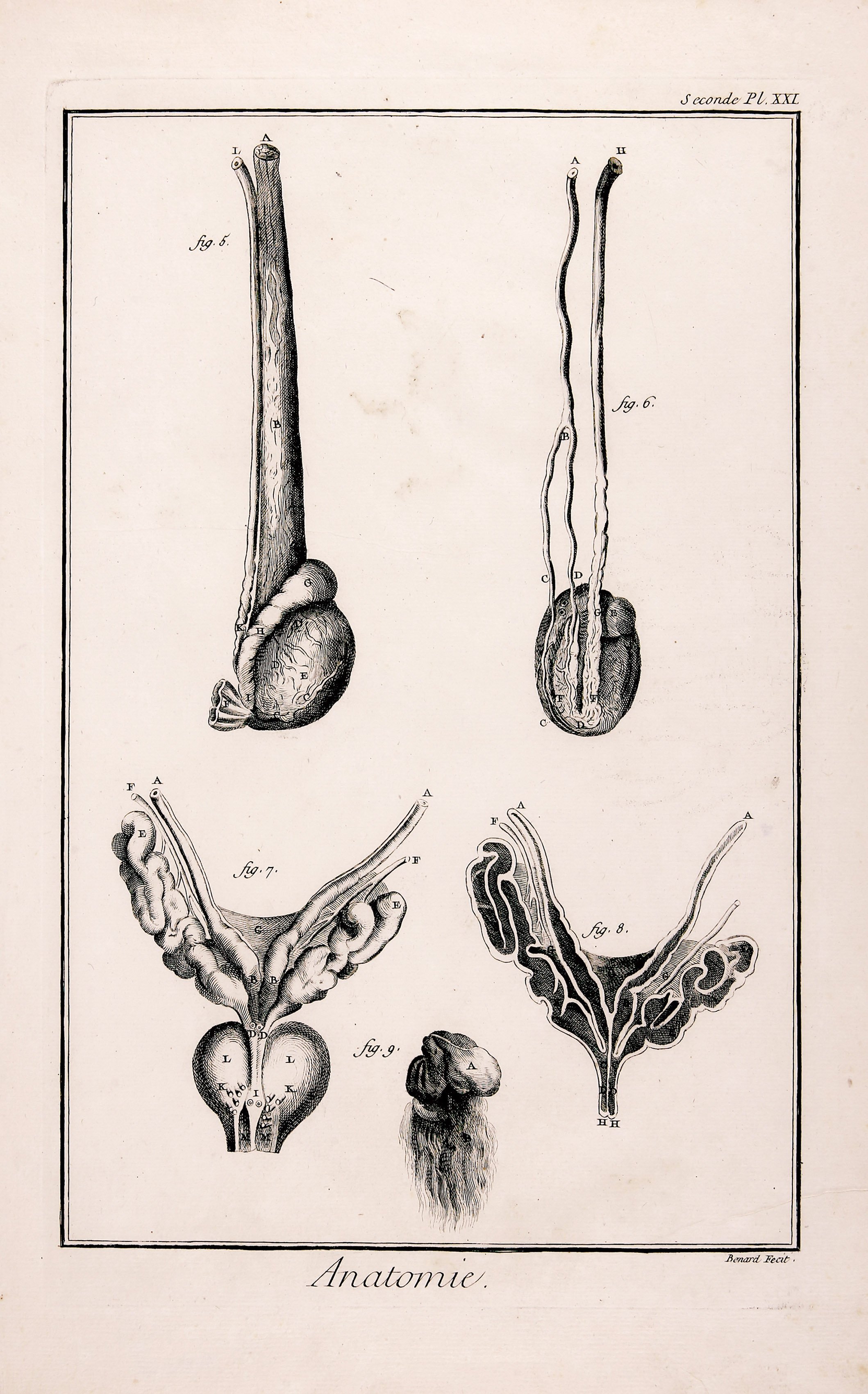Anatomie, Seconde Pl. XXI (Wilhelm-Fabry-Museum CC BY-NC-SA)