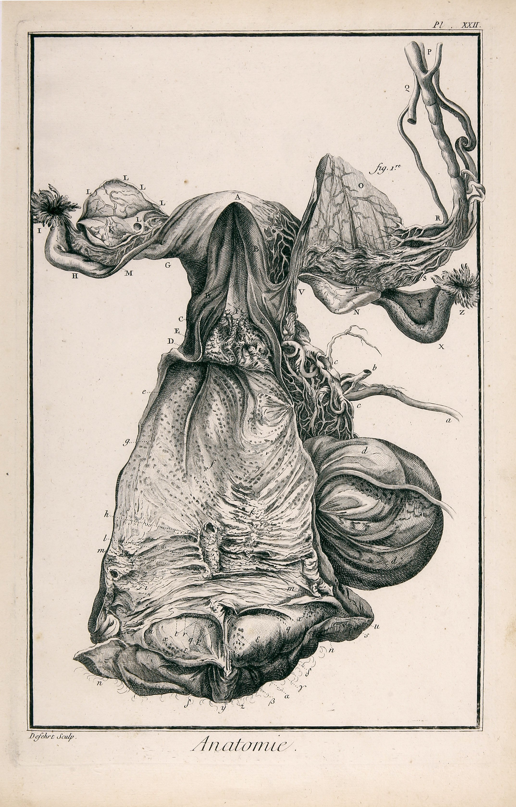 Anatomie, Pl. XXII (Wilhelm-Fabry-Museum CC BY-NC-SA)