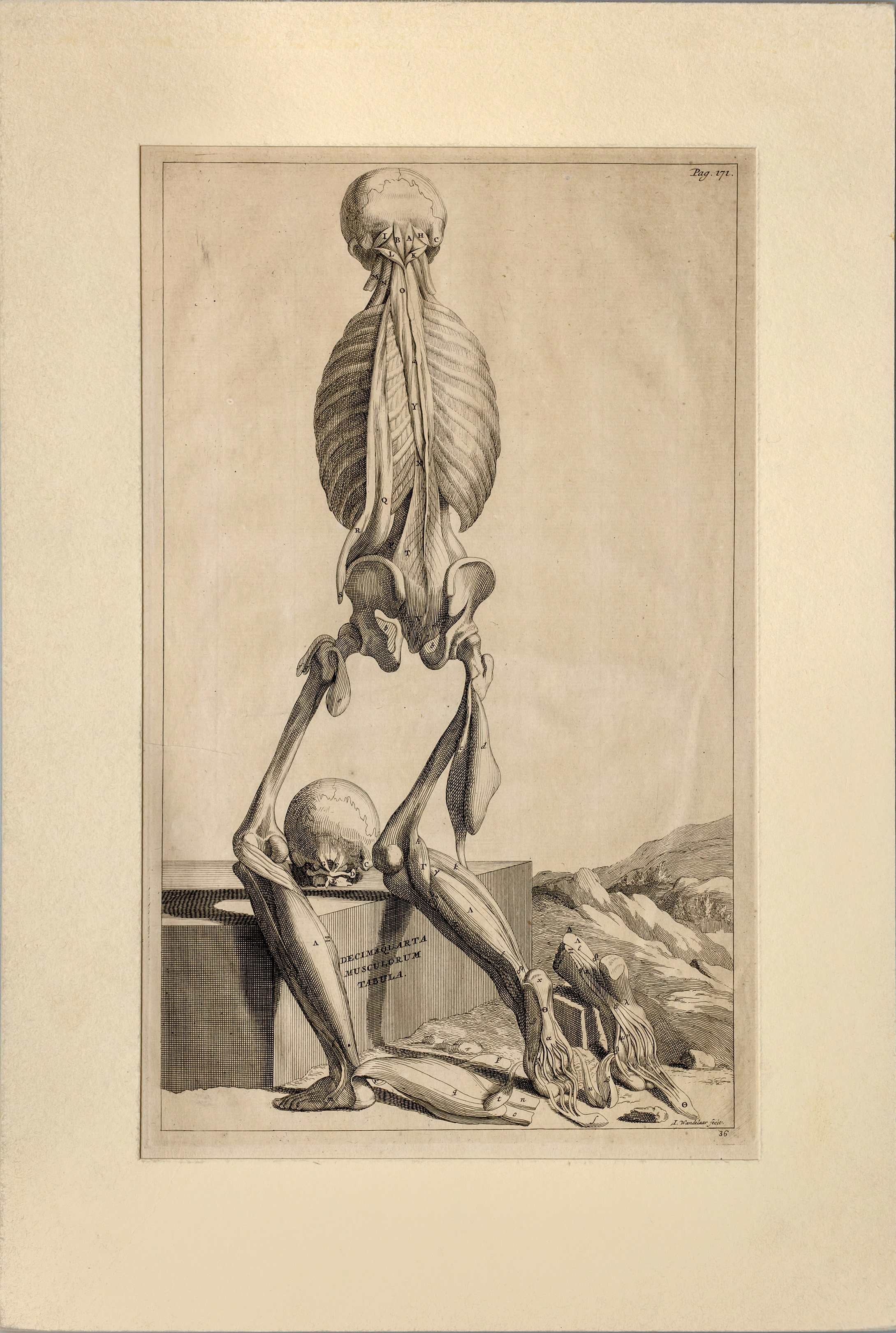 Albinus, Decimaquarta Musculorum Tabula, S. 171 (Wilhelm-Fabry-Museum CC BY-NC-SA)