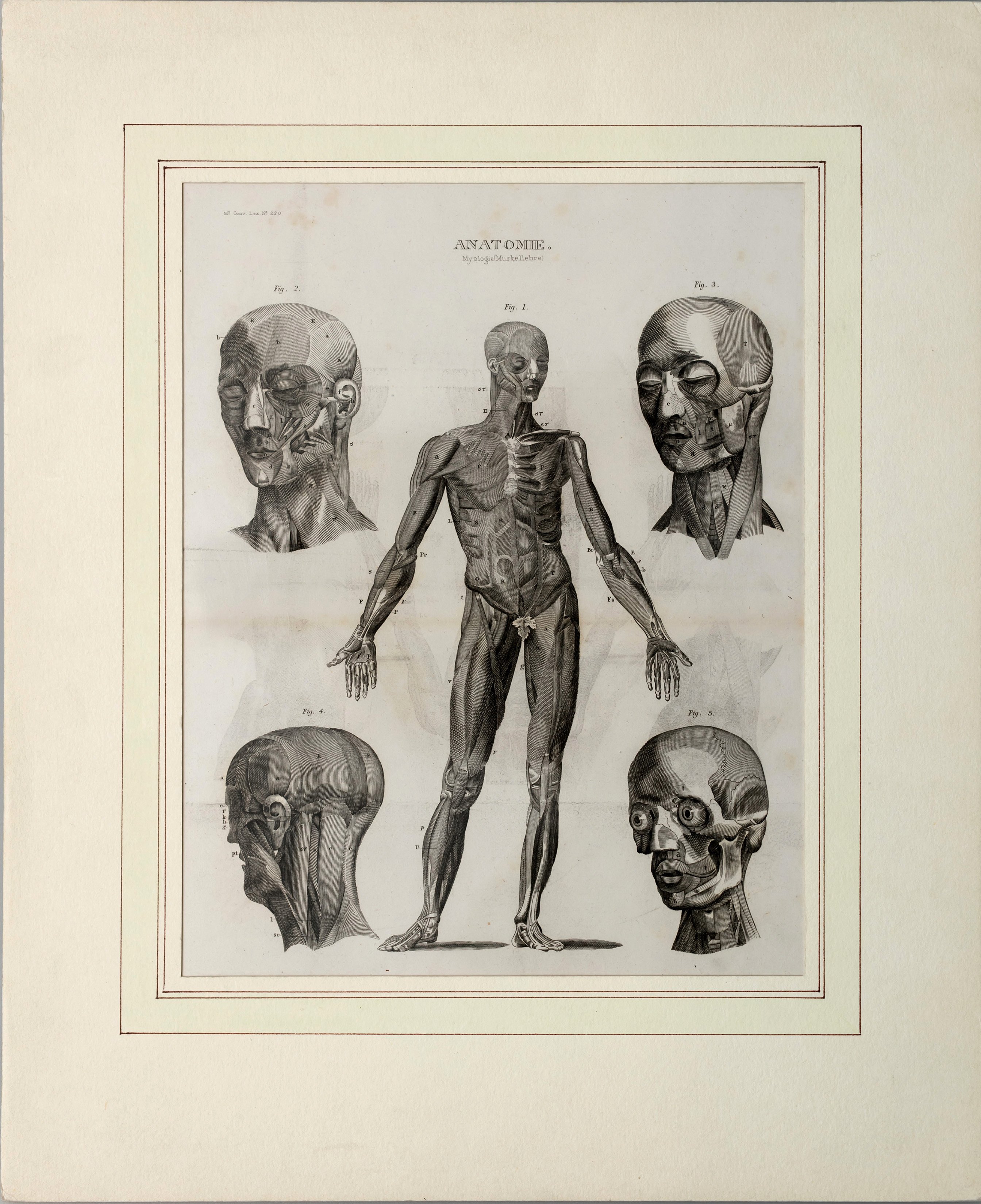 Meyer Anatomie Myologie (Wilhelm-Fabry-Museum CC BY-NC-SA)