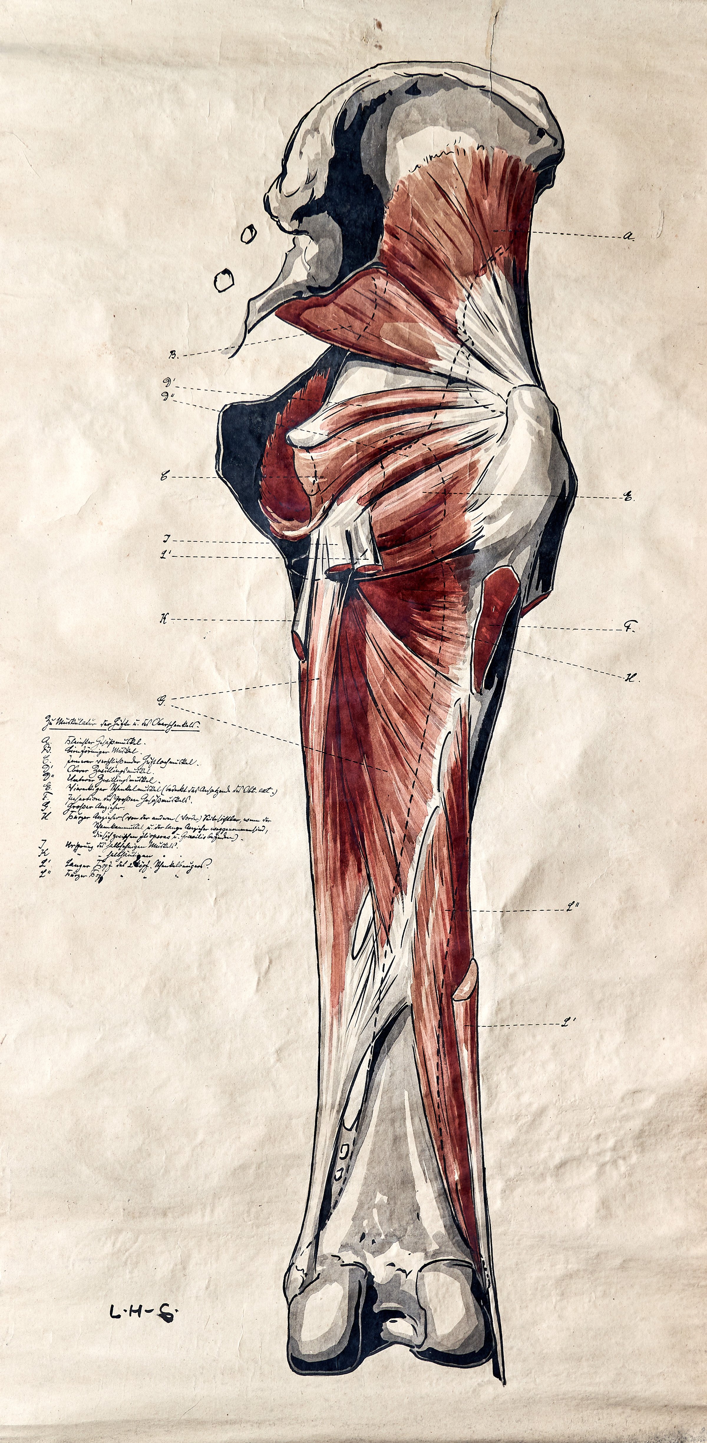 Schautafel Nr. 32: Zu Muskeln der Hüfte und des Oberschenkels (Wilhelm-Fabry-Museum CC BY-NC-SA)