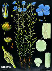 Schulwandbild, Lehrtafel "Flachspflanze" (Museum Herxheim CC BY-NC-SA)