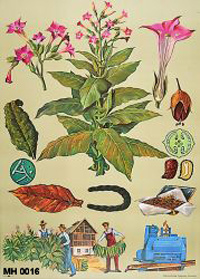 Schulwandbild, Lehrtafel "Tabakpflanze" (Museum Herxheim CC BY-NC-SA)