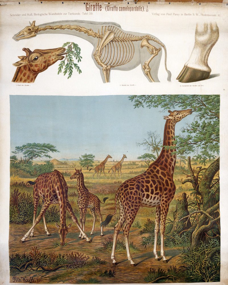 Schulwandbild Giraffe Parey Verlag (Kulturverein Guntersblum CC BY-NC-SA)