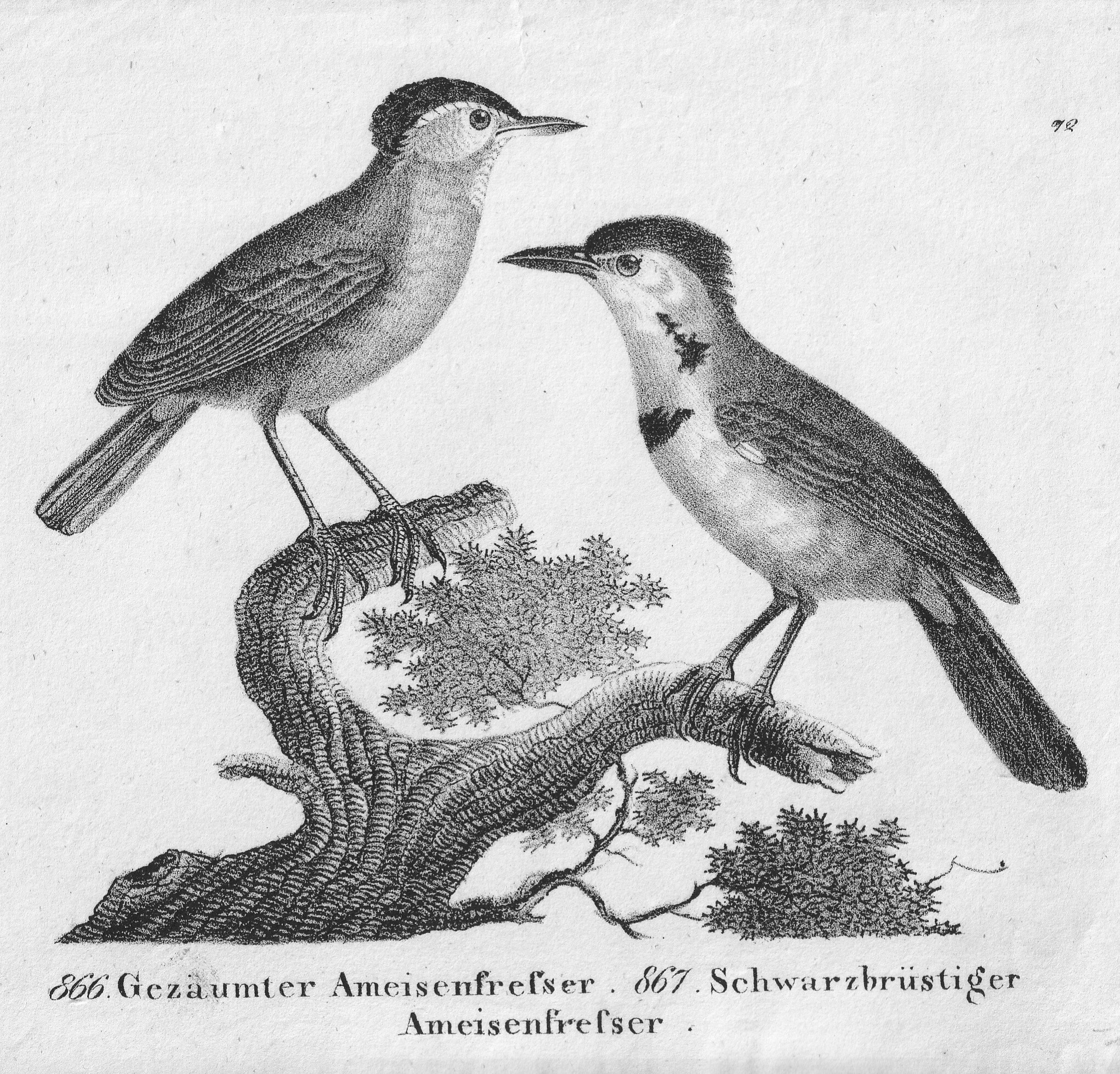Kunst Drucke: Vögel II (Kulturverein Guntersblum CC BY-NC-SA)