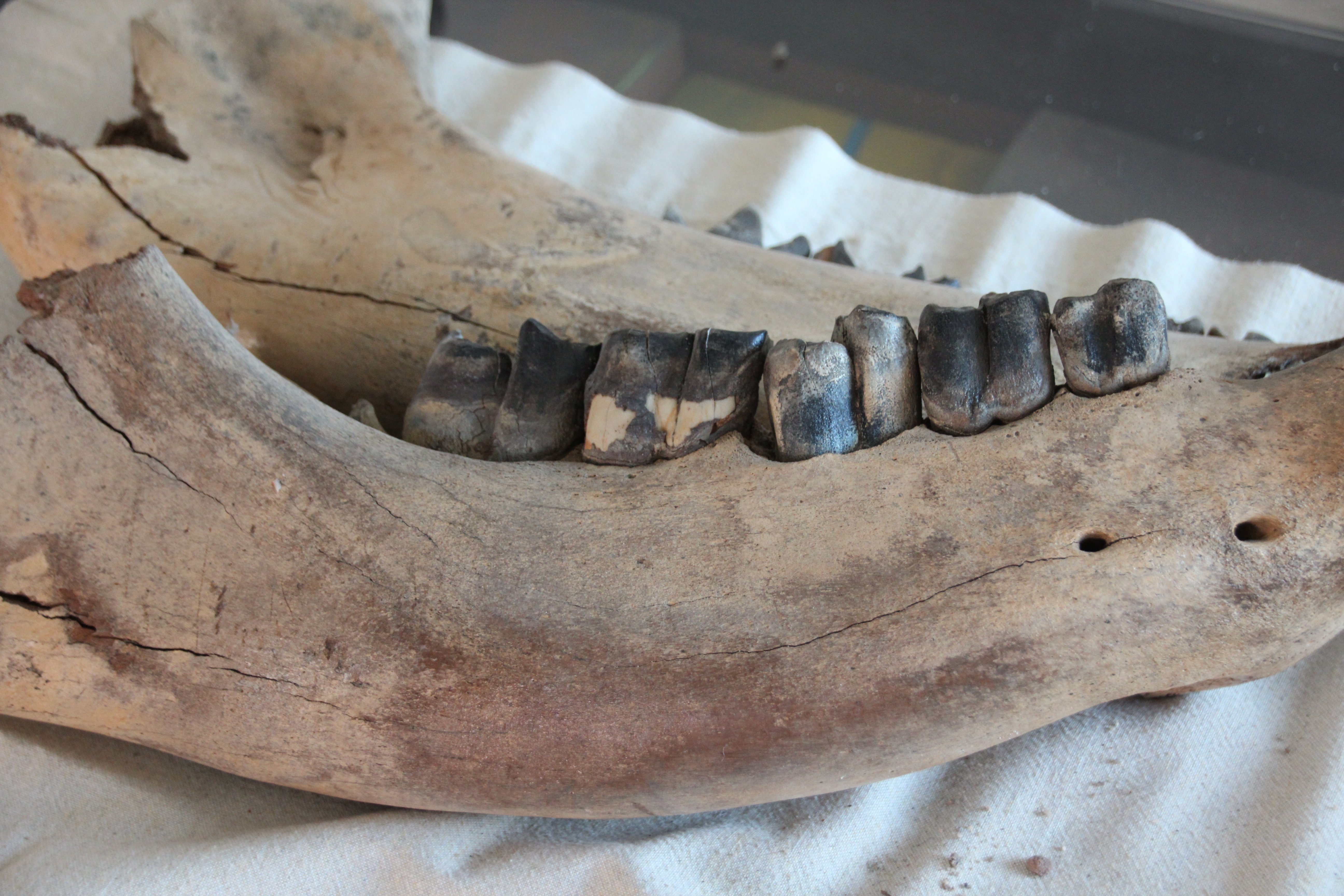 Unterkiefer mit Zähnen (VG Museum Eich CC BY-NC-SA)