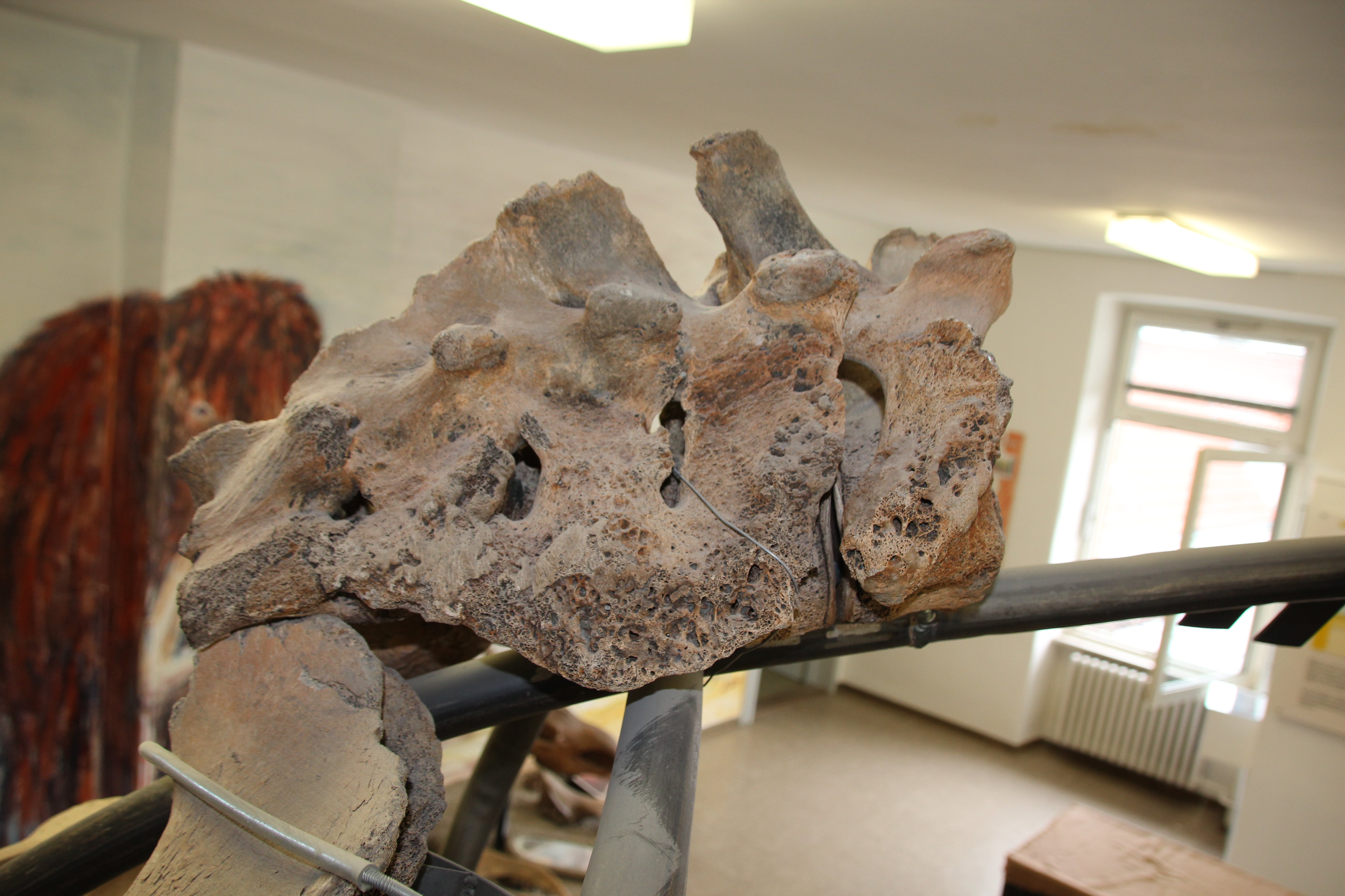 Mammutrückenwirbel (VG Museum Eich CC BY-NC-SA)