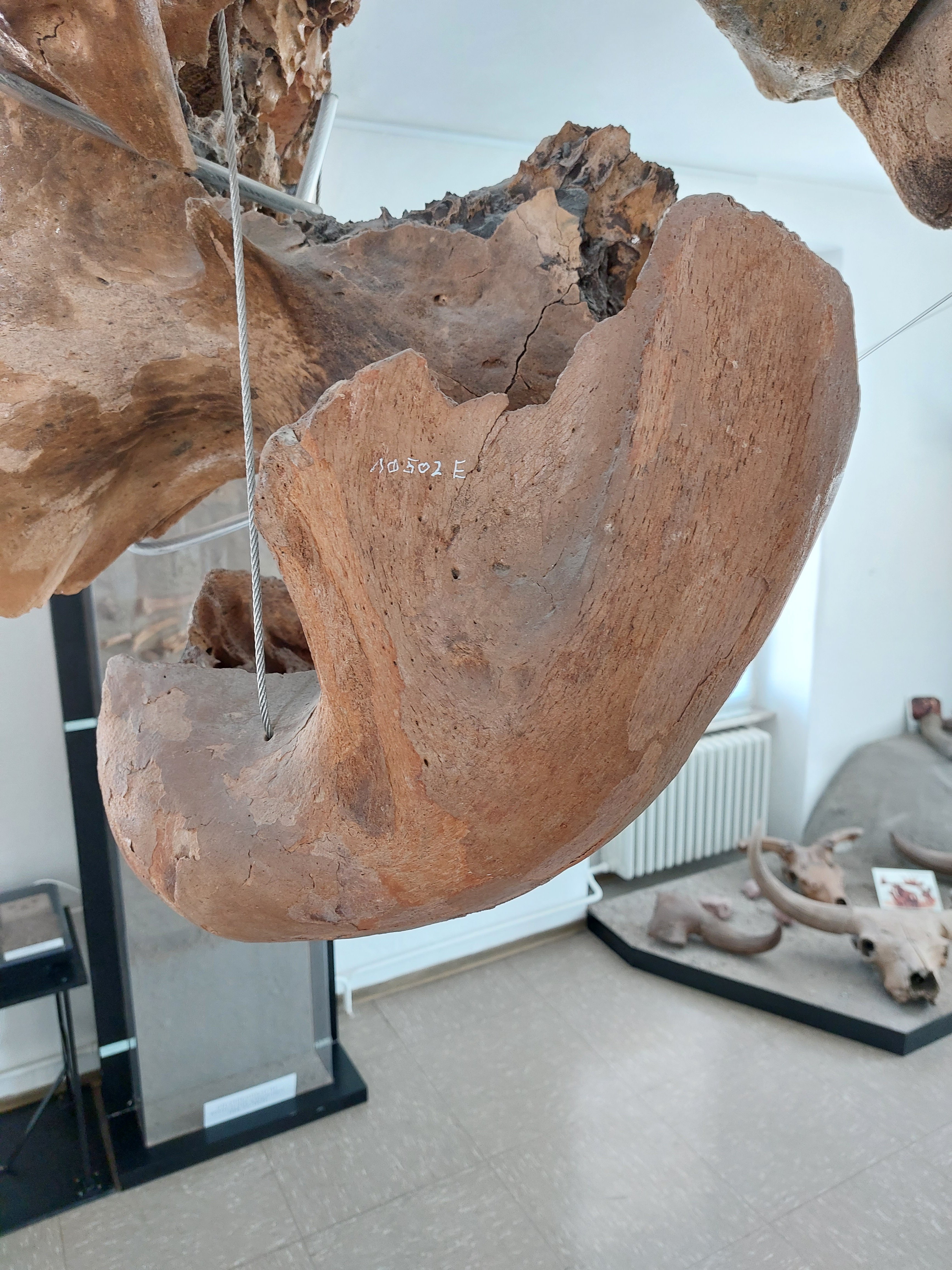 Mammutunterkiefer (VG Museum Eich CC BY-NC-SA)