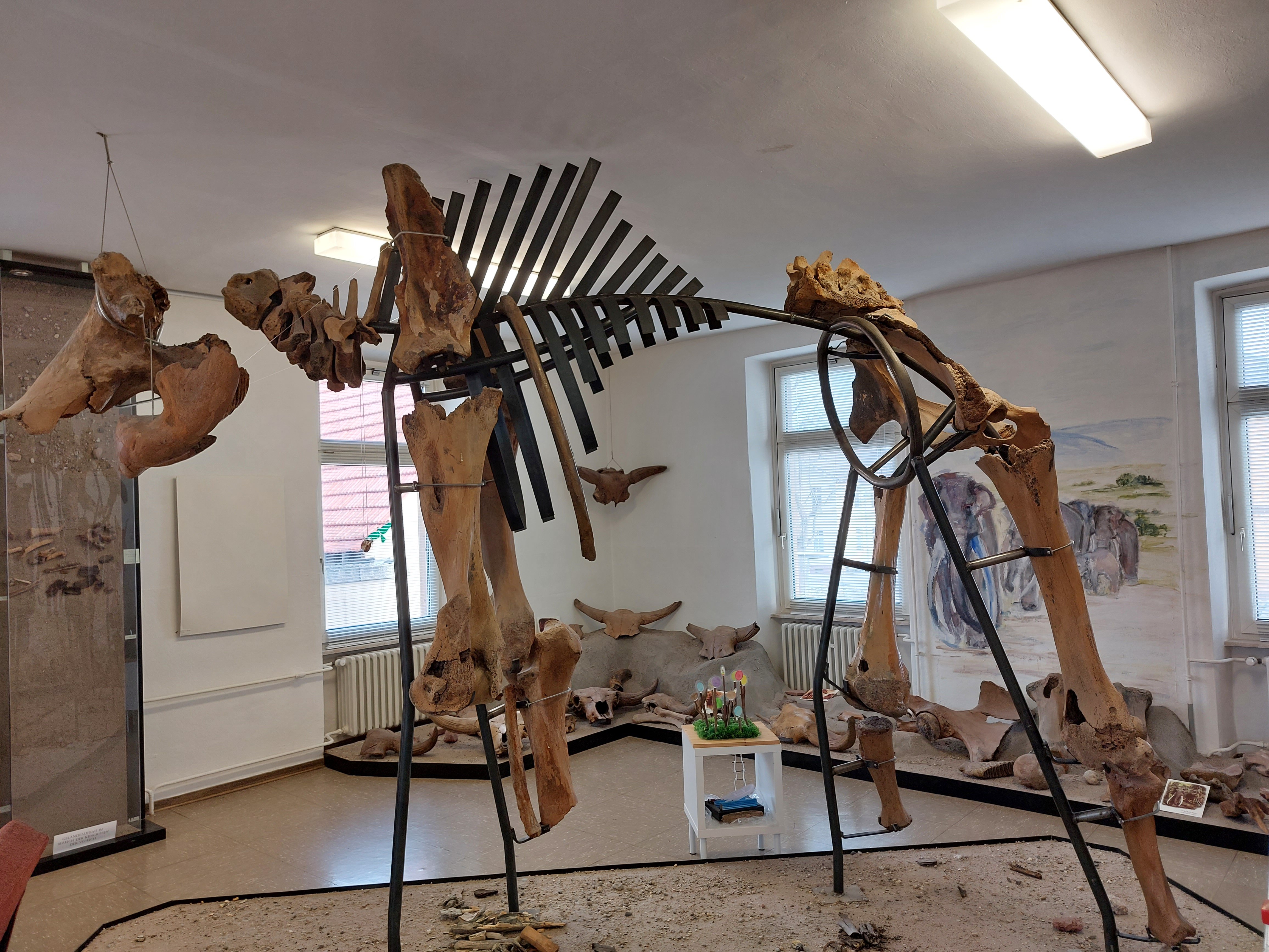 Mammutskelett (VG Museum Eich CC BY-NC-SA)