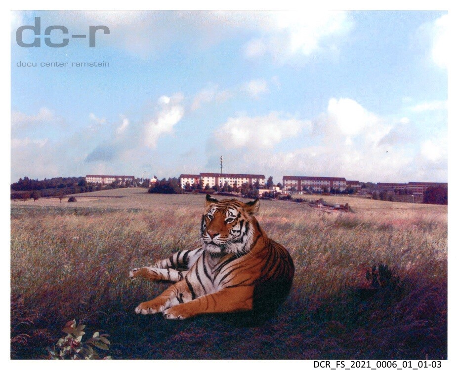 Farbfoto, Tiger vor der Housing Area Sembach Heuberg ("dc-r" docu center ramstein RR-F)