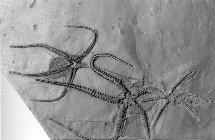 Schlangenstern - Furcaster palaeozoicus (Naturhistorisches Museum Mainz / Landessammlung für Naturkunde Rheinland-Pfalz CC BY-NC-SA)