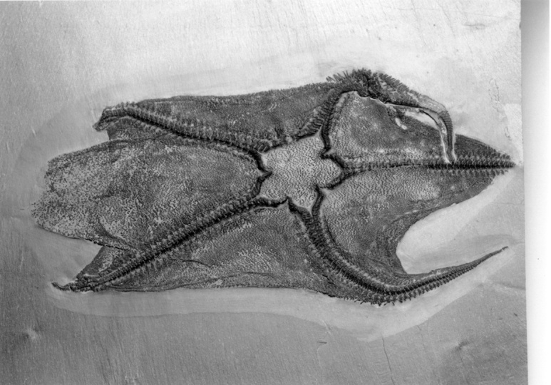 Schlafngenstern - Cheiropteraster giganteus (Naturhistorisches Museum Mainz / Landessammlung für Naturkunde Rheinland-Pfalz CC BY-NC-SA)