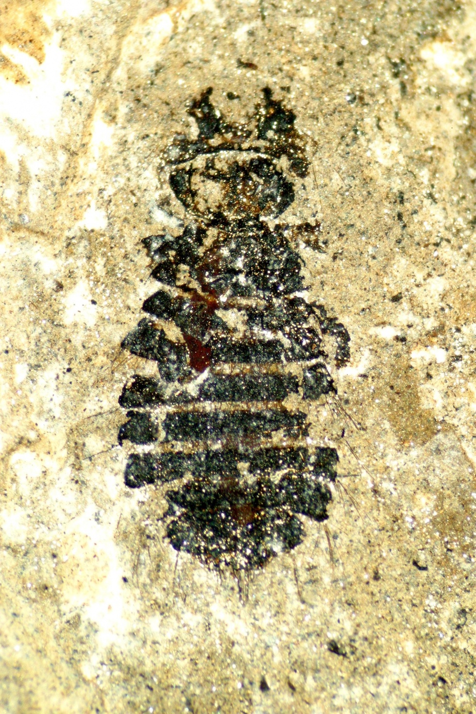 Vogellaus - Megamenopon rasnitsyni (Naturhistorisches Museum Mainz / Landessammlung für Naturkunde Rheinland-Pfalz CC BY-NC-SA)