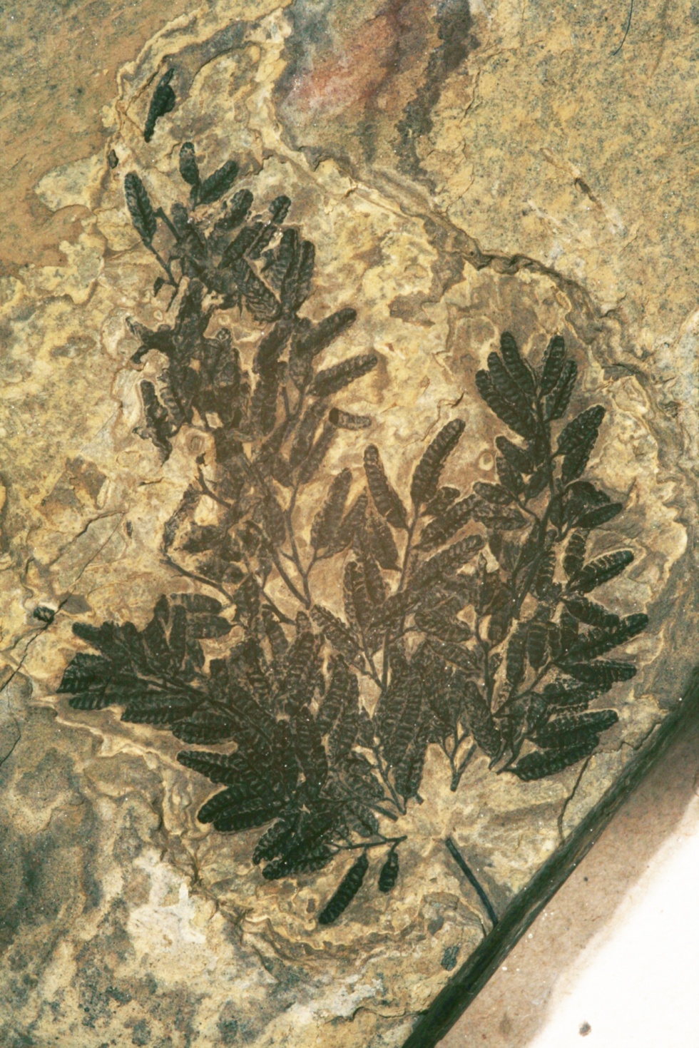 Kletterfarns - Lygodium kaulfussi (Naturhistorisches Museum Mainz / Landessammlung für Naturkunde Rheinland-Pfalz CC BY-NC-SA)