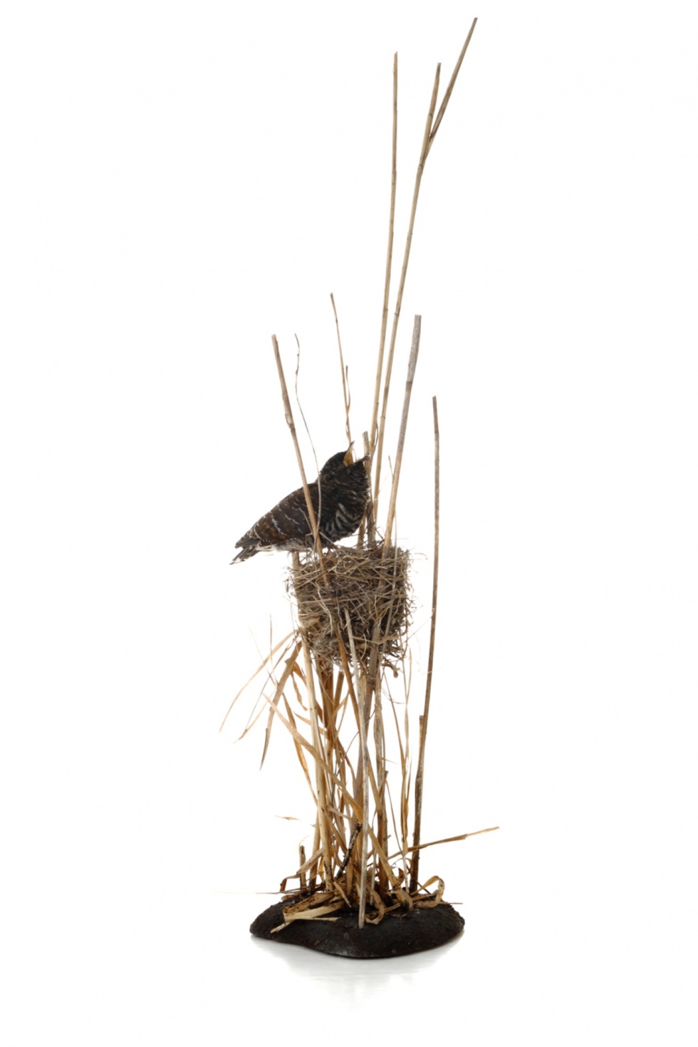Junger Kuckuck (Cuculus canorus) im Nest eines Teichrohrsängers (Acrocephalus scirpaceus) (Naturhistorisches Museum Mainz / Landessammlung für Naturkunde Rheinland-Pfalz CC BY-NC-SA)
