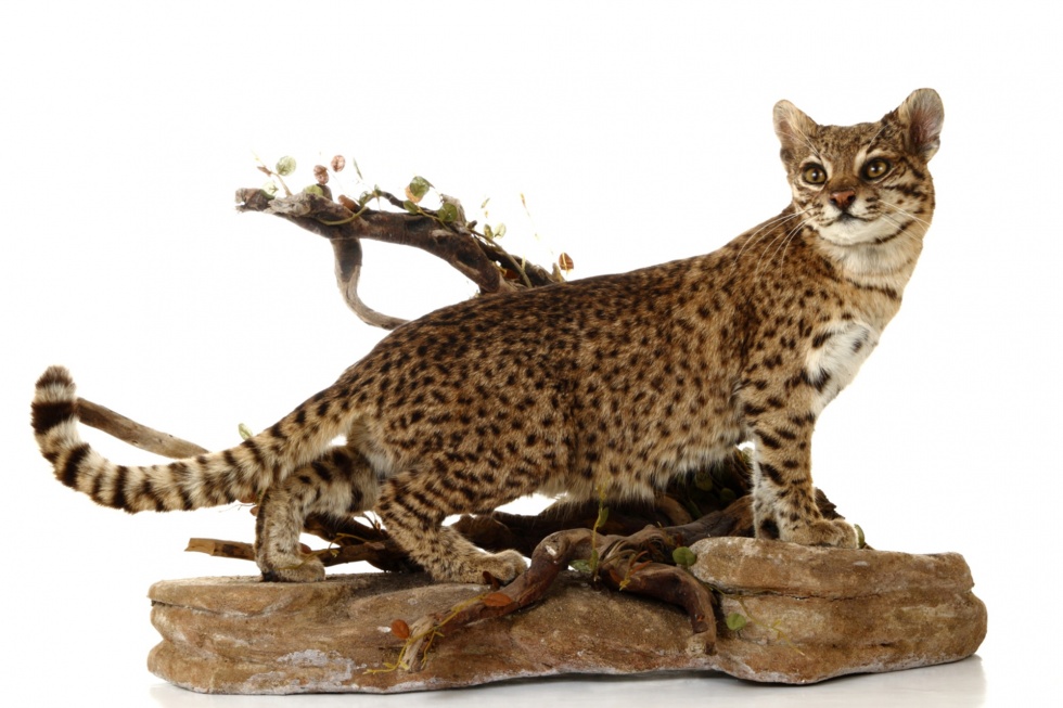 Salzkatze - Leopardus geoffroyi (Naturhistorisches Museum Mainz / Landessammlung für Naturkunde Rheinland-Pfalz CC BY-NC-SA)