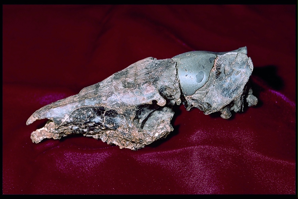 Urpferd - Propalaeotherium voigti (Naturhistorisches Museum Mainz / Landessammlung für Naturkunde Rheinland-Pfalz CC BY-NC-SA)