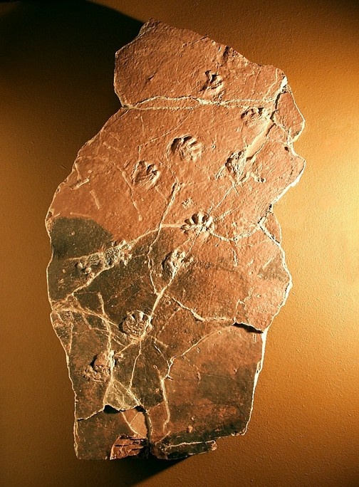 Amphisauropus (Paläontologisches Museum Nierstein CC BY-NC-SA)